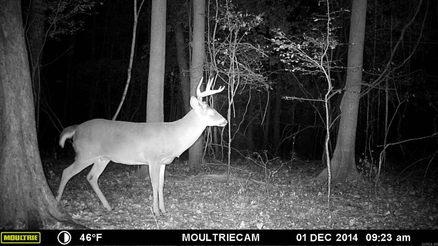 Timberland on Crowleys Ridge. Buyer is adding land around his existing farm.
