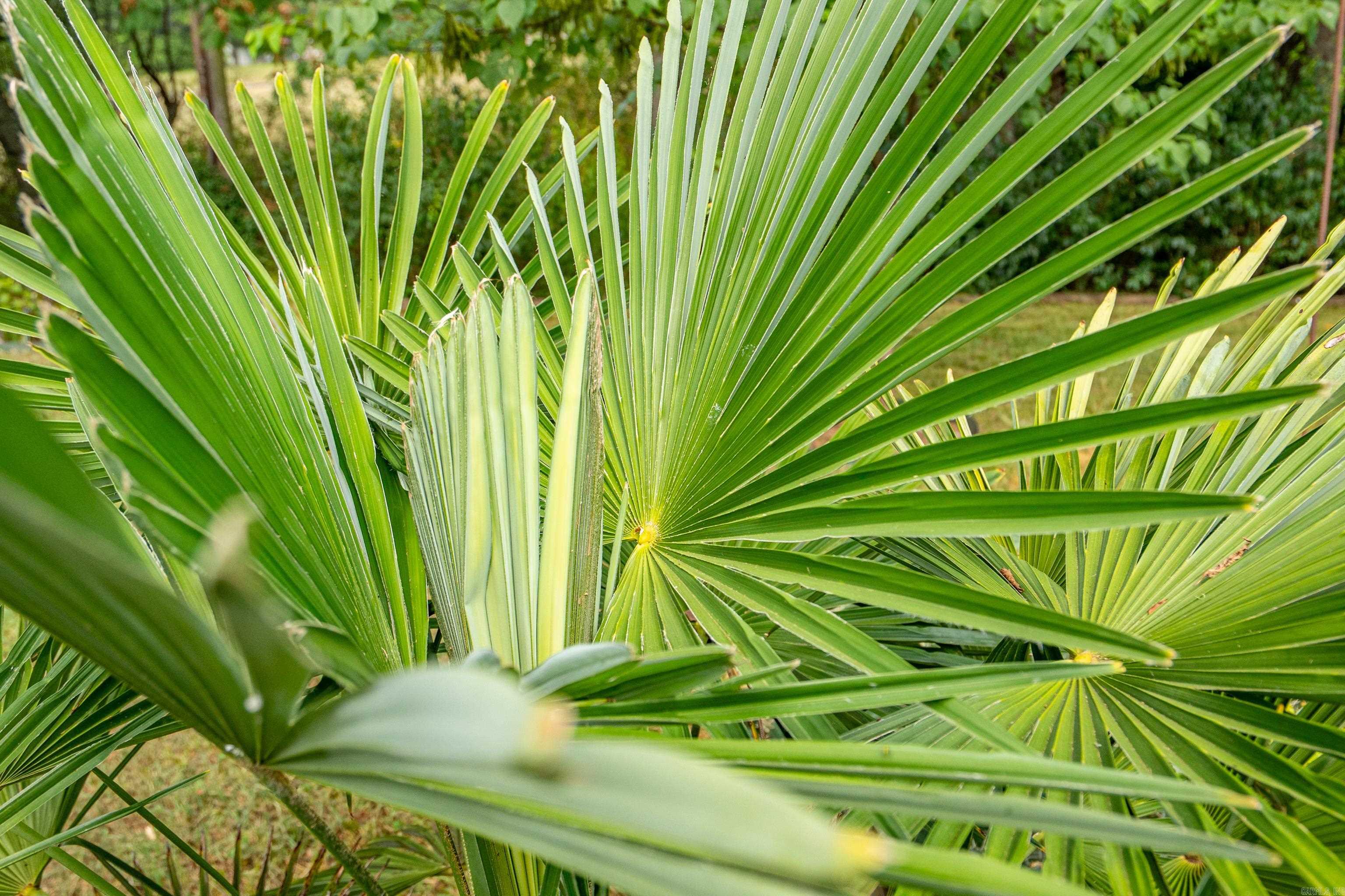 Vadea Terrace - Residential