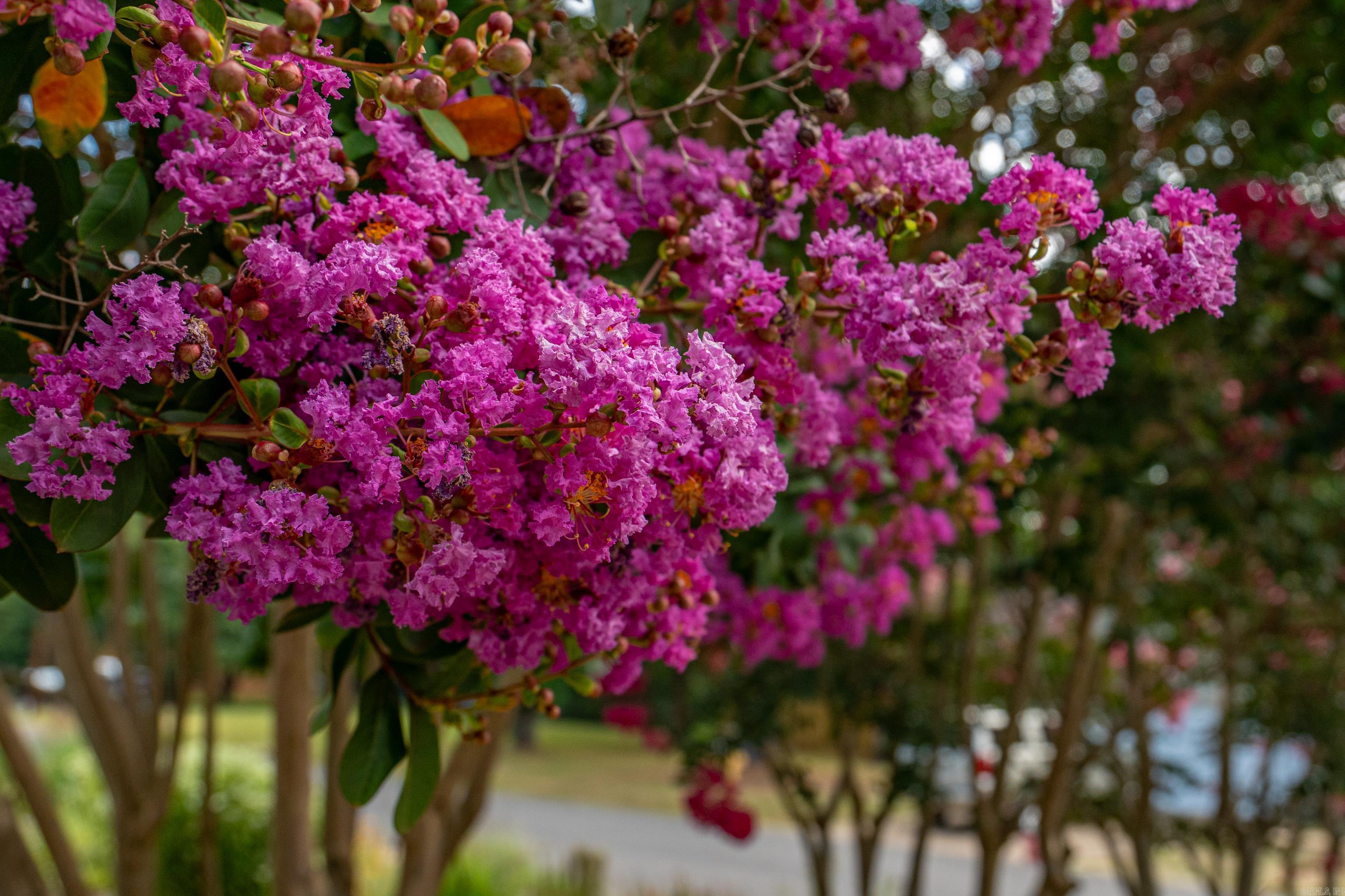 Vadea Terrace - Residential