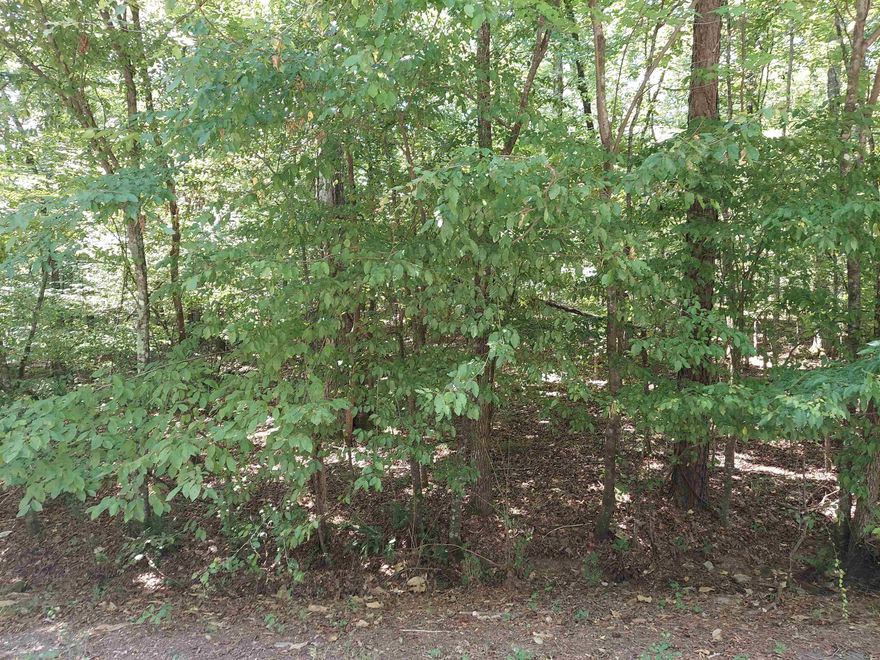 Wooded Residential lot