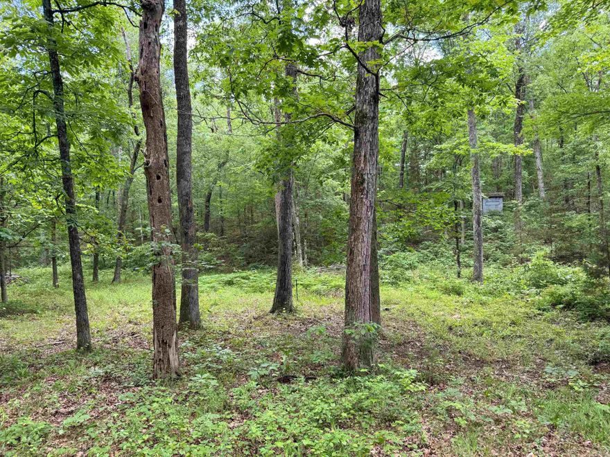 Perfect location for building a home or setting up a vacation camp, just 8 minutes from the nearest boat launch on the pristine Greers Ferry Lake. A beautiful creek cuts through the property, attracting lots of wildlife. There are towering white and blackjack oaks, hickories, flowering dogwoods, and an abundance of wild muscadine vines. There is already an entrance with a culvert, as well as a water tap to public water, ready for a meter to be set. This land has no restrictions. Use it for a couple of campers, tiny home, vacation cabin, or permanent residence. There are several nice building sites and opportunities for bird watching, playing in the creek, or fishing and boating on the lake just minutes away.