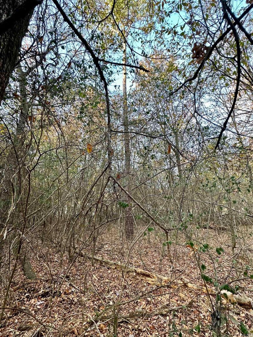 Wooded lots in city limits with a wet weather creek and utilities nearby. Nice area to build your future home!