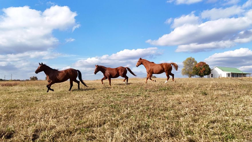 Discover an exceptional equestrian & ranching retreat nestled on approximately 100 acres in Van Buren County, just minutes from the town of Clinton and the shoreline of Greers Ferry Lake. This property blends a comfortable, executive-style home with a fully-equipped horse facility and premium pasture improvements — delivering a turnkey ranch for serious horse owners, ranching enthusiasts, or those simply seeking a serene lifestyle property.  Set in a pleasing & functional layout, the residence offers approximately 2,405 sq ft of single-story living, with 3 bedrooms and 2 bathrooms built around the year 2000.  The property is founded on serious performance-horse infrastructure:      •    A 7-stall horse barn with welded-pipe runs, wash bay, tack room, and an office — all strategically placed adjacent to the hay barn.        •    A 125' × 250' lighted roping arena, ideal for roping, training or equestrian team practice.        •    Two 100' × 100' cutting pens, giving outstanding facility flexibility for multiple disciplines.        •    Six well-designed pastures of mixed grass and Bermuda grass, fully fenced and cross-fenced.  Horses can be purchased with home. Call for info!