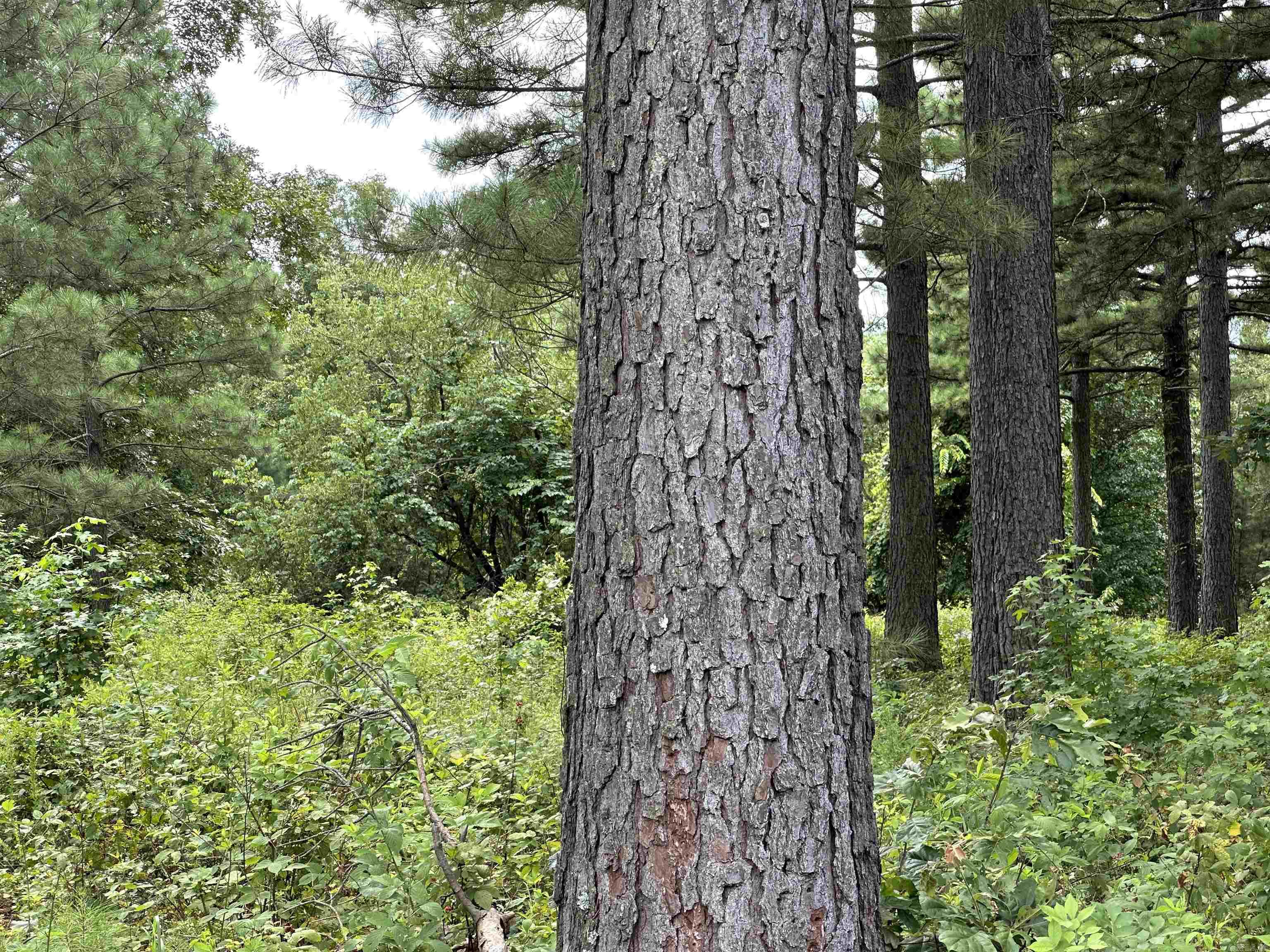 Holley Mountain Airpark - Land
