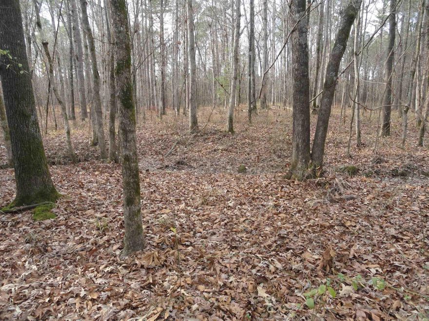 Residential lot away from the hustle and bustle of big city life. Country living with water and electric available. Paved road frontage with huge trees. Mostly level. This lot offers 6.67 acres M/L with which to build your new home.