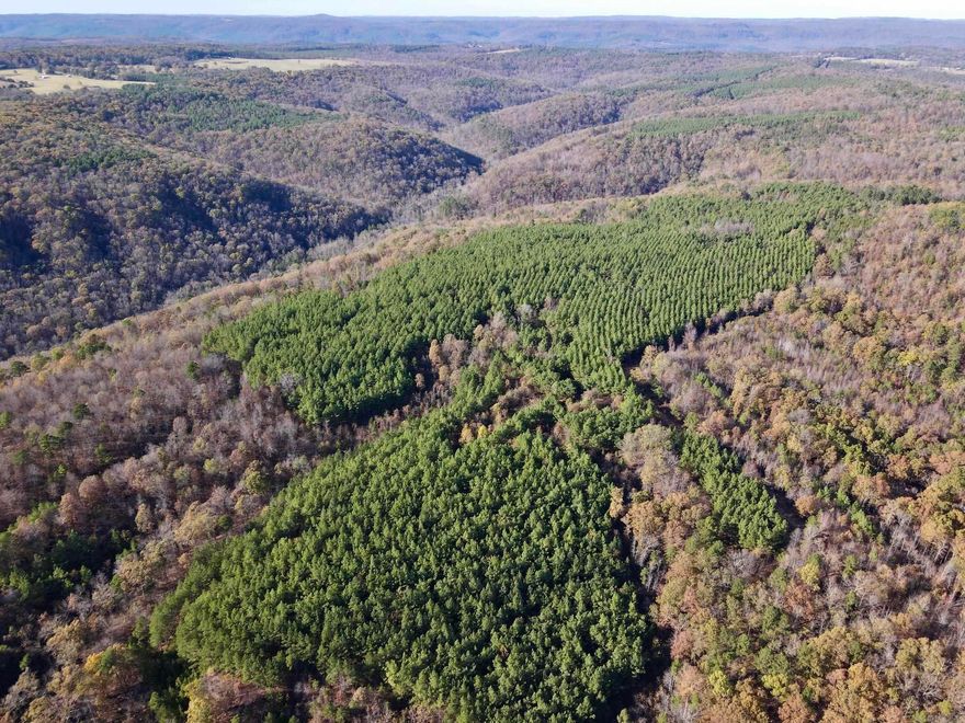 Discover an extraordinary property that blends natural beauty with a rich history, featuring a mix of native hardwood forest, approximately 14-year-old pine plantations, and young hardwood thickets that provide ideal wildlife habitat. Access this expansive land from a well-developed road and trail network that guides you through every corner of the property, including a pristine creek that meanders across its entire length.