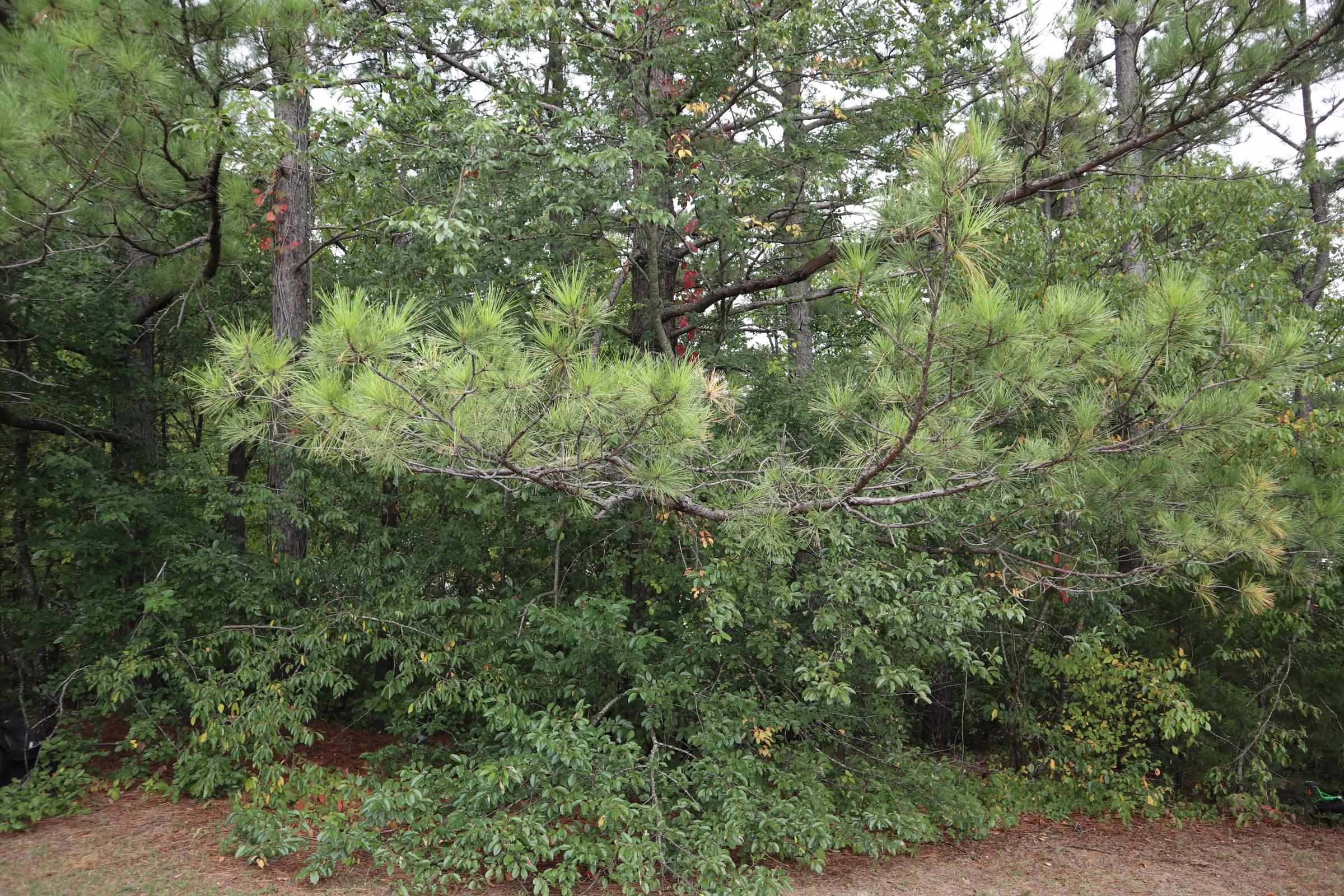 Twin Oaks - Residential