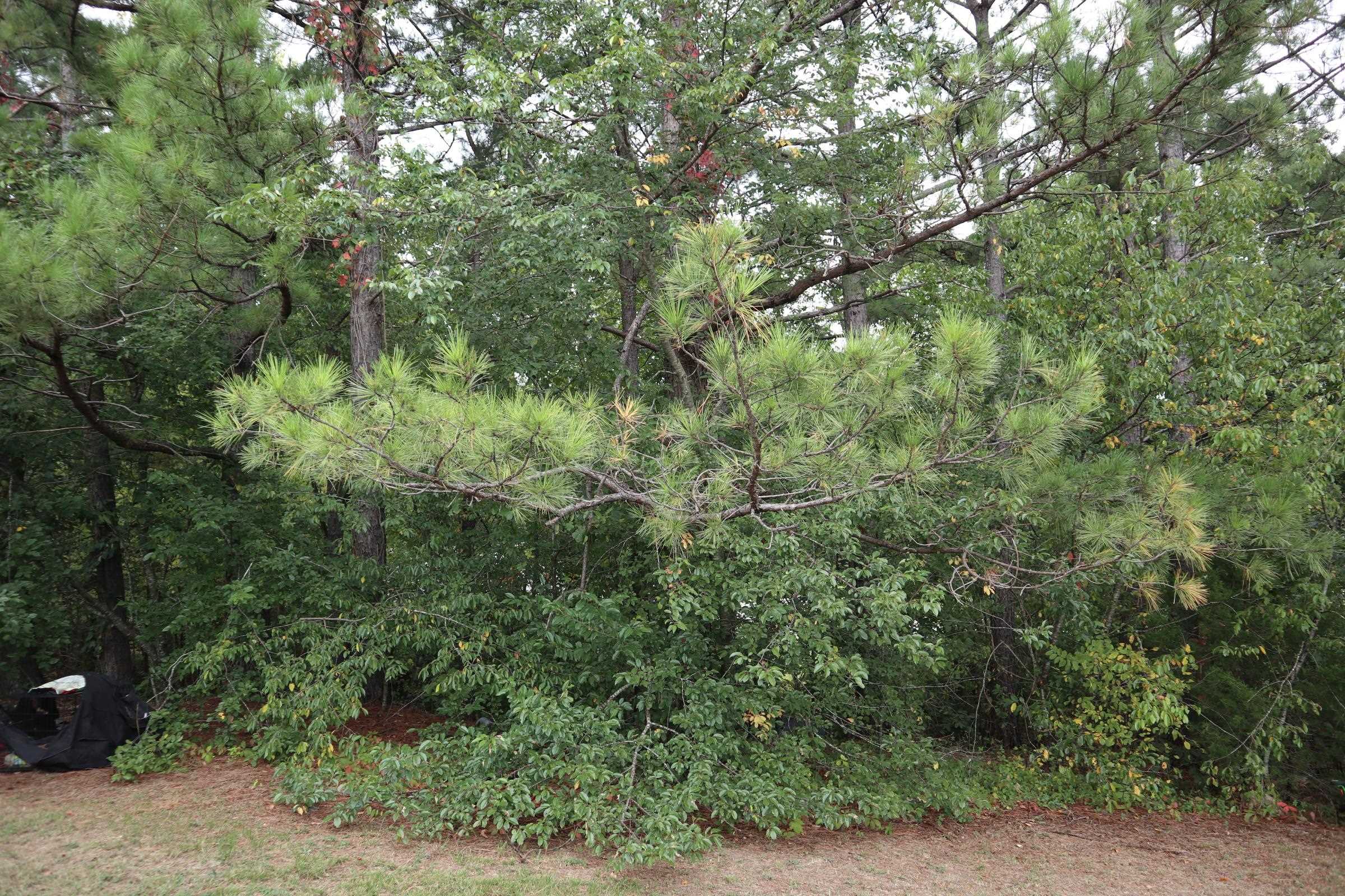 Twin Oaks - Residential