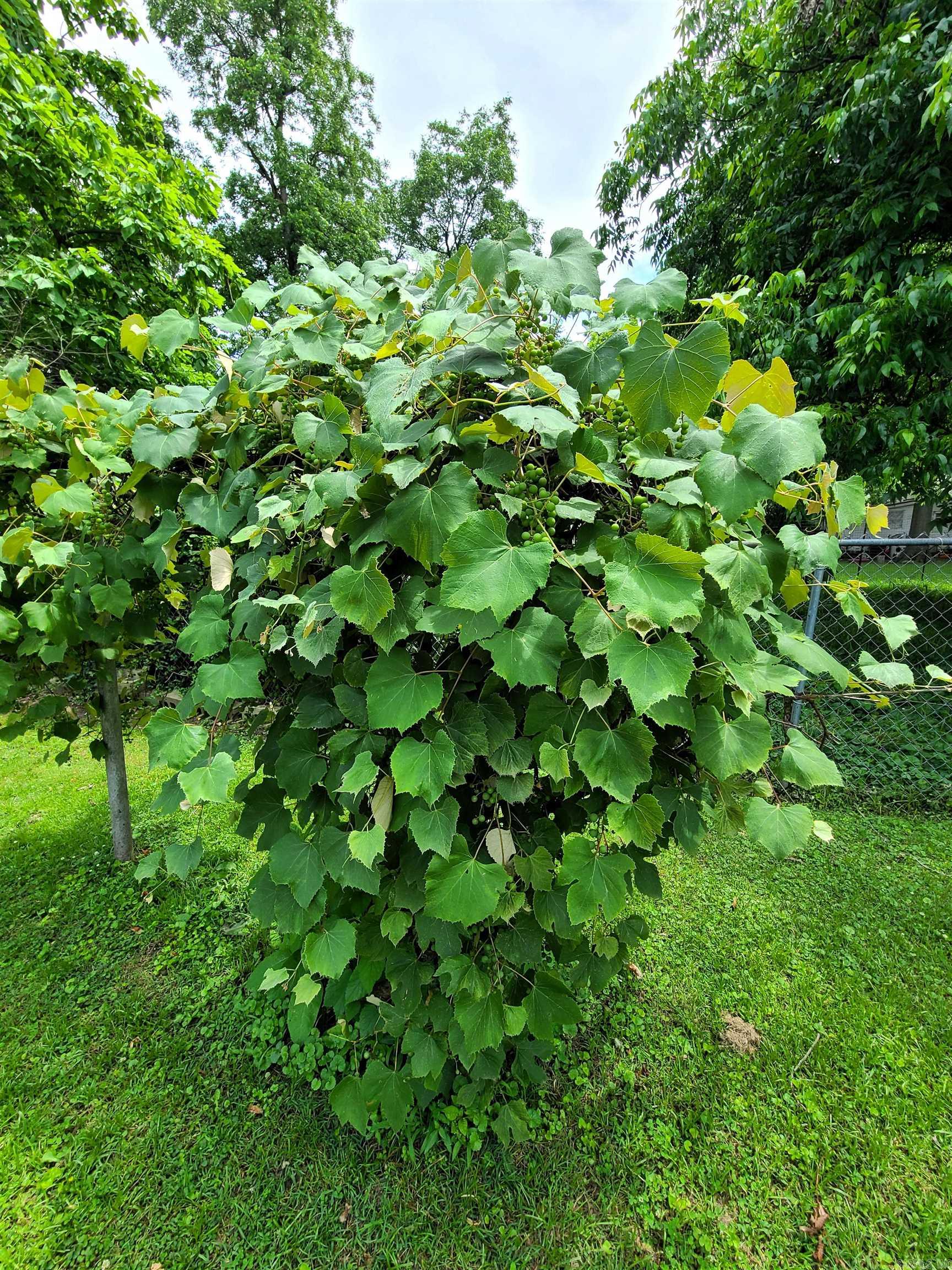 Castleberrys 3rd - Residential