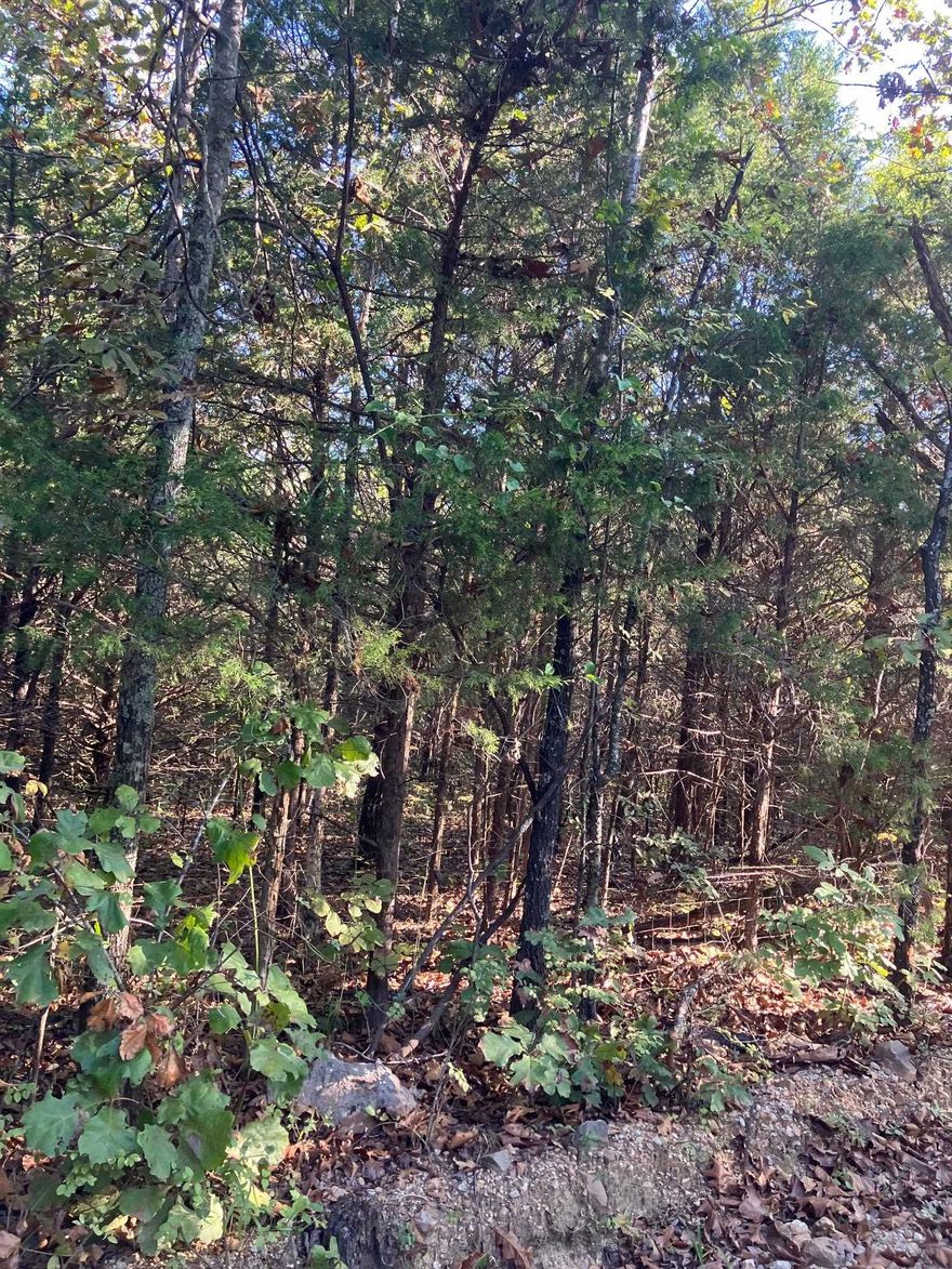 Your private Ozark getaway awaits! This 5-acre +/-, fully wooded property is located on Byhalia Trail in a very secluded area of Ash Flat, Arkansas. An ideal tract for the avid hunter, the land is rich with wildlife, including deer and turkey. With electricity available close by, this parcel is the perfect spot to build a hunting cabin, weekend retreat, or a permanent private residence. Enjoy the peace and quiet of the country while still being just a short drive from the amenities of Ash Flat and surrounding communities. Don't miss this opportunity to own your own piece of the Arkansas Ozarks. Contact us today for more information or to schedule a visit.