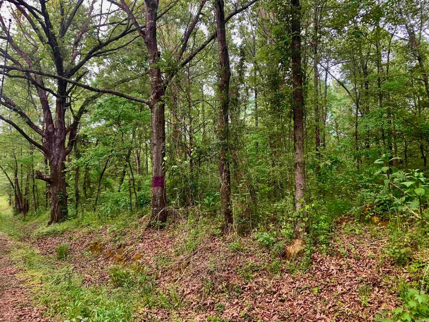 Come build your dream home, at this great location in the country but close to local amenities. Wild game on/around property.