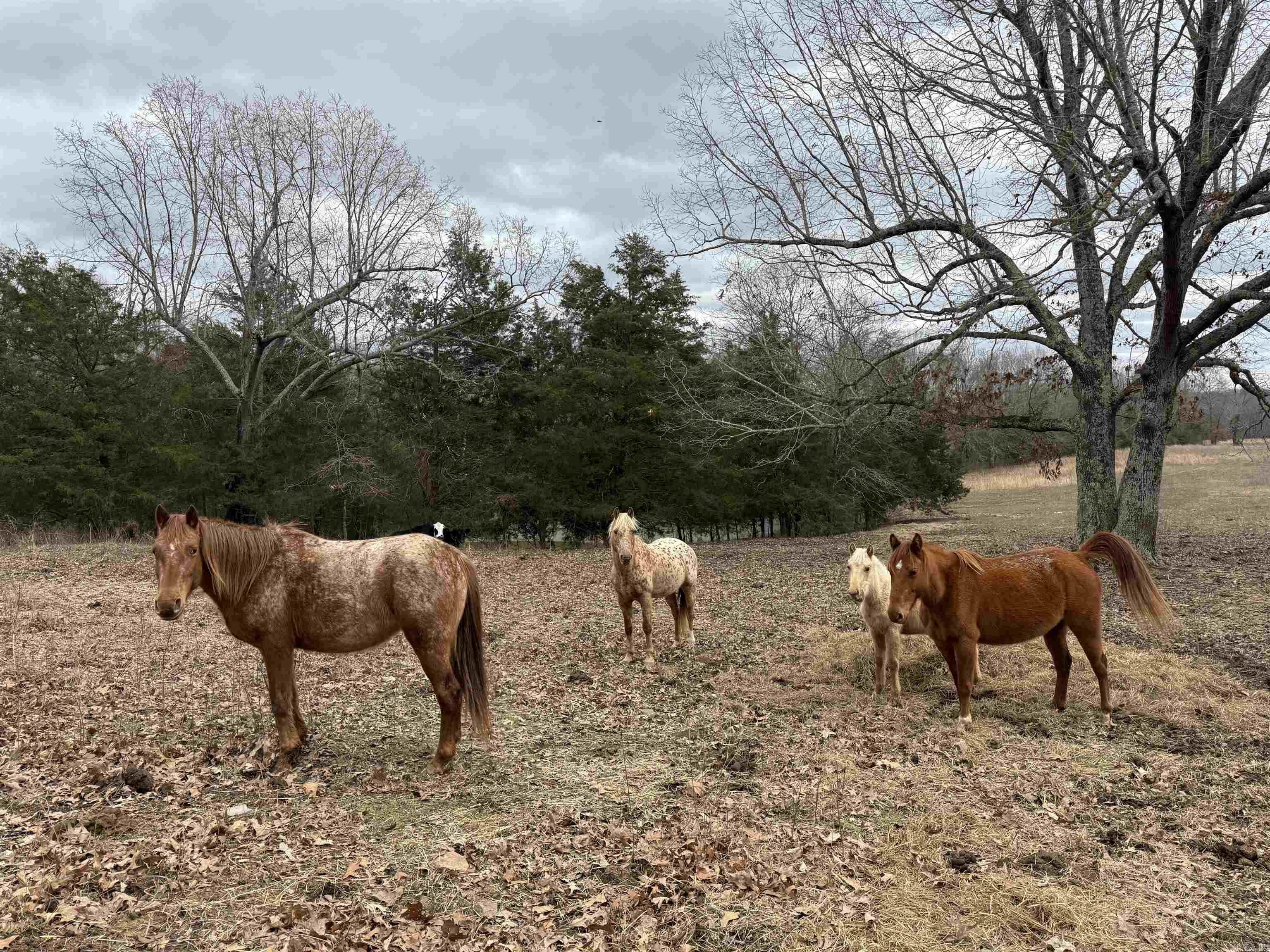 Metes & Bounds - Land