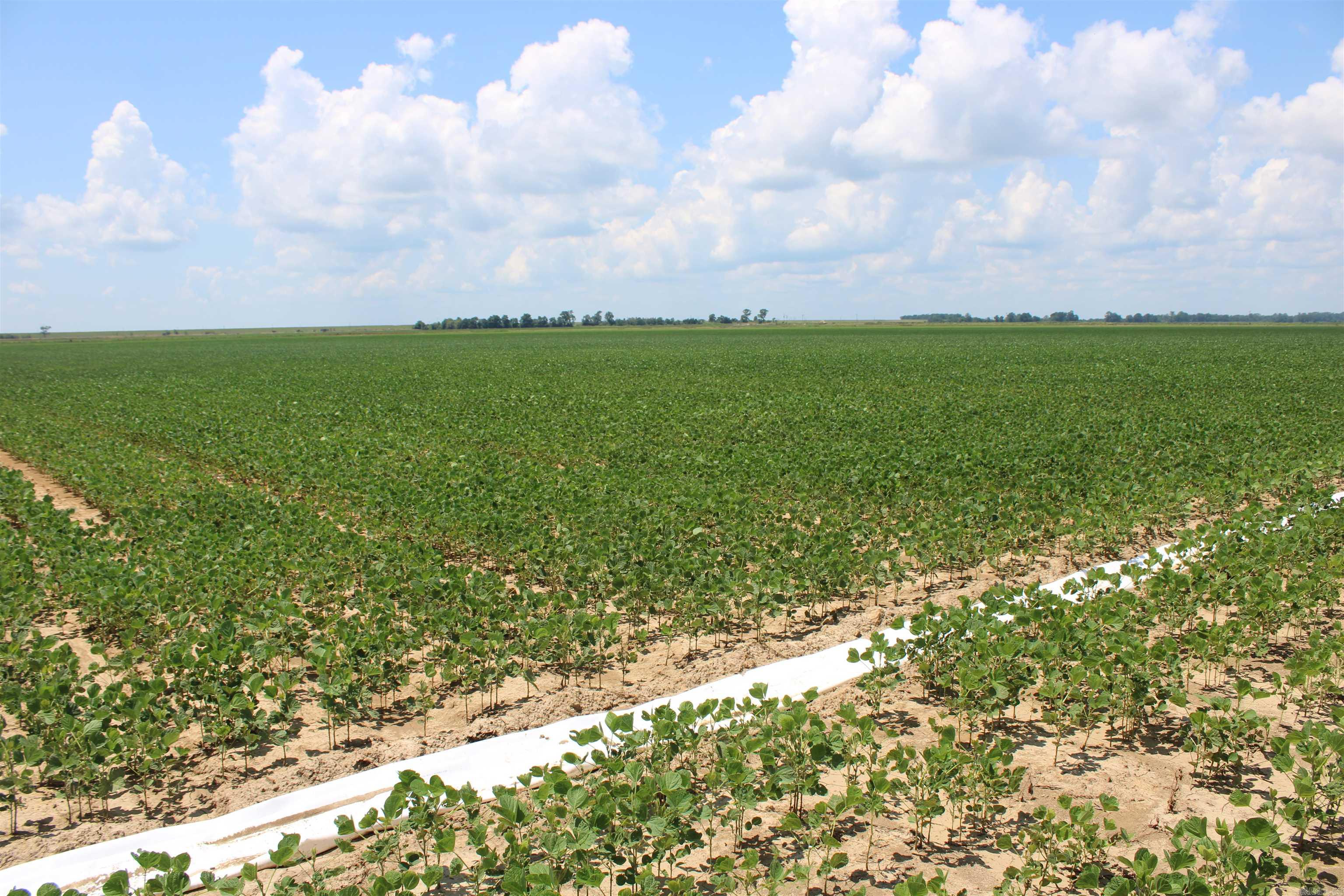 160 Acres Row Crop Farm with Duck Hunting Potential in Phillips County, AR Price: $1,040,000 Location: Lakeview, Arkansas Phillips County Acreage: 160 +/- Acres Property Description: Located in the heart of the Arkansas Delta, this 160-acre tract offers a unique blend of productive farmland and recreational opportunity. With 158 +/- acres of tillable ground, this property is currently in soybean production and historically supports rice and other row crops. The remaining acreage consists of drainage ditches and levees that enhance both farming and wildlife management. The flat topography and levee system on both ends of the field provide excellent infrastructure for flooding and duck hunting, making this an ideal investment for both farmers and outdoor enthusiasts. ________________________________________ Property Features: 158 +/- Tillable Acres Irrigation Well for Crop Support County Road Access Levee System Excellent for Waterfowl Management Currently Farmer-Owned for 2025 (Leaseback Option Available) Income Potential from Farming + Hunting Lease All Mineral Rights Convey 2024 Property Taxes: $1,562.19