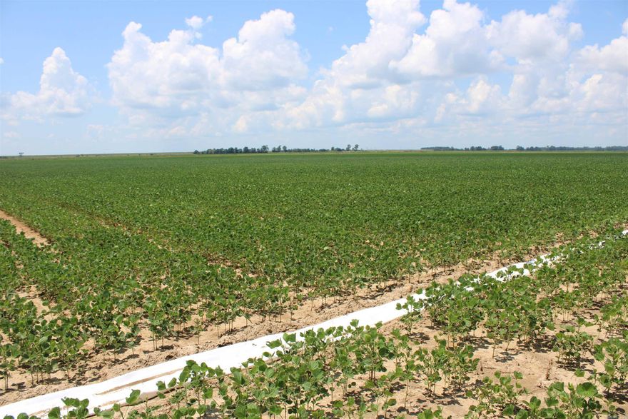 160 Acres Row Crop Farm with Duck Hunting Potential in Phillips County, AR  Price: $1,040,000  Location: Lakeview, Arkansas Phillips County  Acreage: 160 +/- Acres   Property Description:  Located in the heart of the Arkansas Delta, this 160-acre tract offers a unique blend of productive farmland and recreational opportunity. With 158 +/- acres of tillable ground, this property is currently in soybean production and historically supports rice and other row crops. The remaining acreage consists of drainage ditches and levees that enhance both farming and wildlife management.  The flat topography and levee system on both ends of the field provide excellent infrastructure for flooding and duck hunting, making this an ideal investment for both farmers and outdoor enthusiasts.  ________________________________________  Property Features:  158 +/- Tillable Acres  Irrigation Well for Crop Support  County Road Access  Levee System Excellent for Waterfowl Management  Currently Farmer-Owned for 2025 (Leaseback Option Available)  Income Potential from Farming + Hunting Lease  All Mineral Rights Convey  2024 Property Taxes: $1,562.19