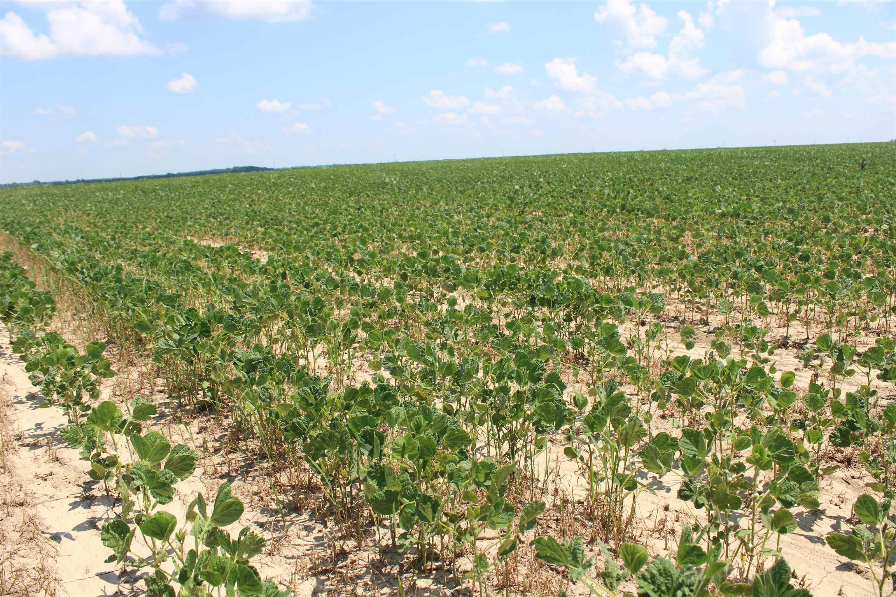 Not in Subdivision - Farm