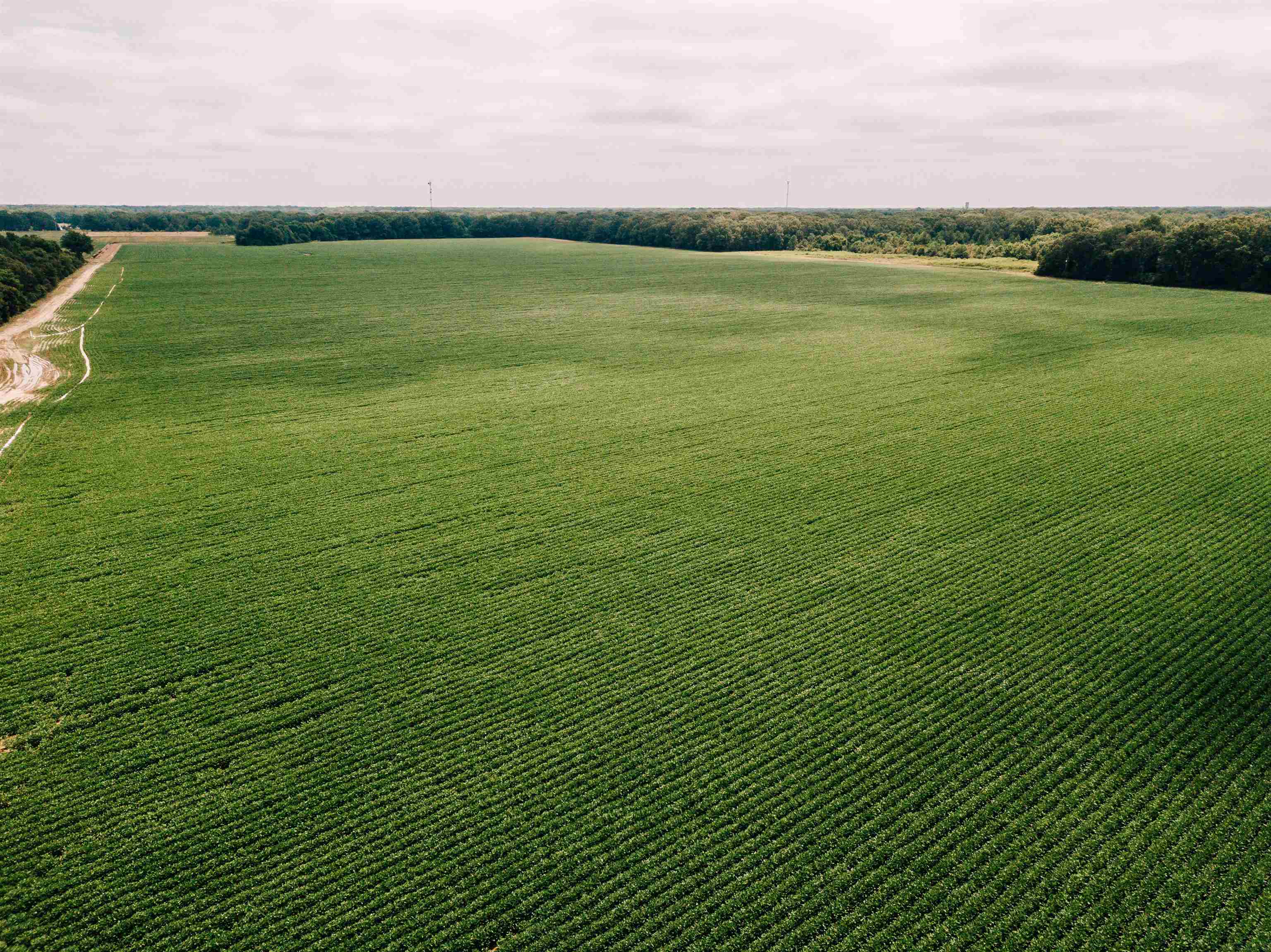 Located just north of DeWitt, Arkansas, this expansive 625.25+/- acre property offers an excellent combination of agricultural productivity, outdoor recreation, and income-generation. With 232.43 acres of high-quality tillable farmland, this parcel provides a solid foundation for continued agricultural use, benefiting from an existing farm lease that ensures consistent rental income. Key Features: Total Acreage: 625.25+/- Acres Tillable Land: 232.43 Acres of productive, irrigated farmland Farm Lease: Current farm lease in place, providing steady income Hunting: Exceptional deer hunting opportunities, making this property ideal for outdoor enthusiasts and sportsmen Location: Just north of DeWitt, AR Income Producing: The tillable acreage is currently leased, but can also be leased for hunting in the future. Whether you're looking for a high-performing agricultural asset, a hunting retreat, or a property that offers both, this 625.25-acre parcel is a rare find. The strong lease income, productive farmland, and prime hunting opportunities make this property a good investment. FSA documents and lease info available upon request.