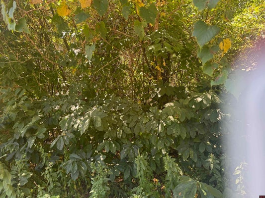 00 WALNUT, BULL SHOALS, AR 72619 - Image ee62fc92ab12e8c236a48855dc31c0bb/1758205862