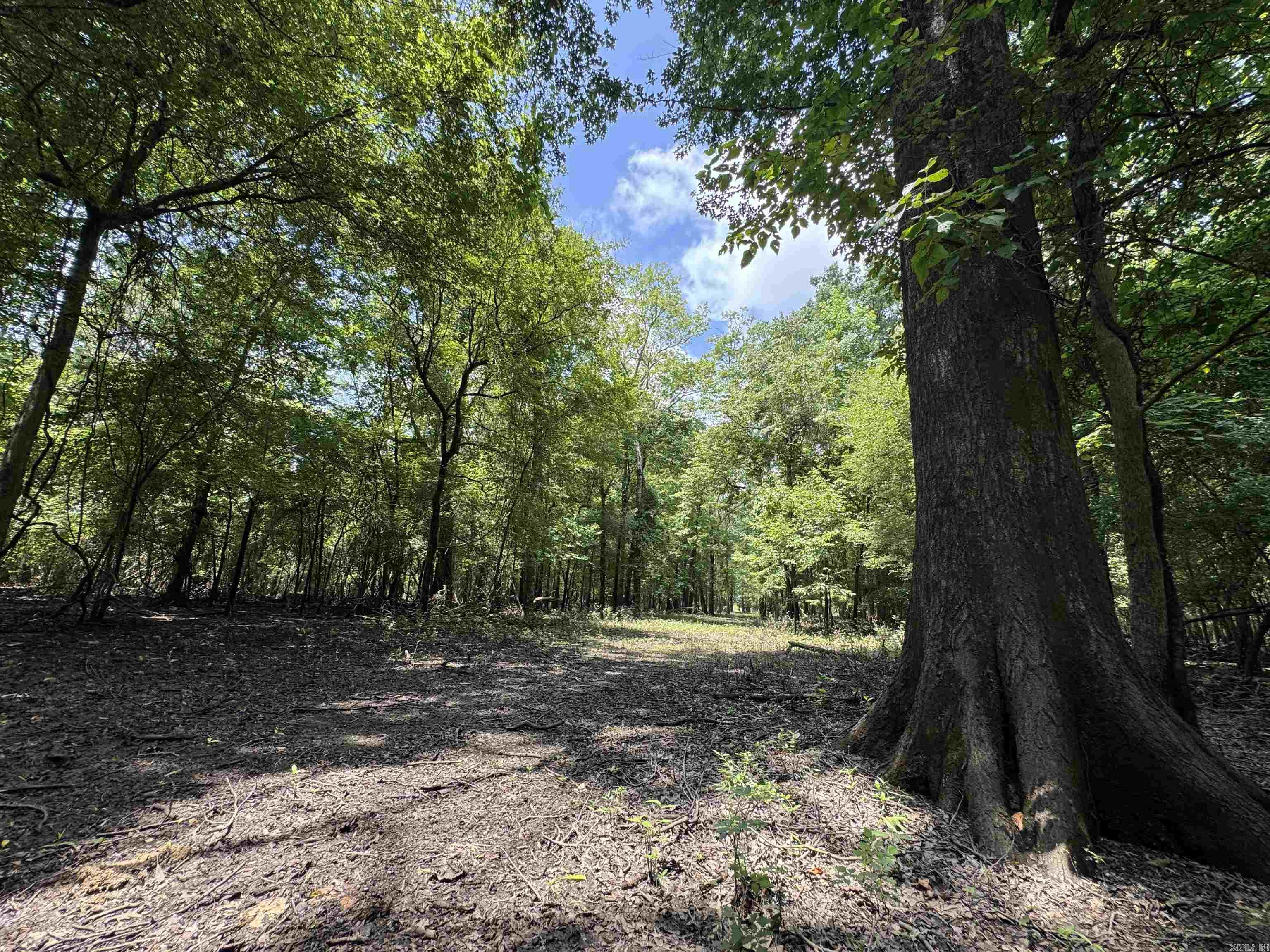 Properties along the Cache River have been very few and far between for many years and this offering is not a random piece that will leave you wondering if mallards will come through the trees the way you have always dreamed. This 489.48 surveyed acre tract is located off of Highway 70 just West of Brinkley in the absolute center of the Arkansas waterfowl flyway. There is a 50' easement that leads you to a gravel parking lot at the NW corner where you can launch a boat using the existing gravel launch and boat ditch or take off on a side by side utilizing the interior road system. It is already setup with 3 wells (2 electric and 1 turbine) along with all the infrastucture needed to flood the woods and fields. It is not often that I have been able to hunt the tracts I am selling, but this is one very fortunate case where I know how good the hunting is because I have lived "the good ol days" on this property in years past. I will never forget the first time I was on it and flushed a huge raft of mallards on the southern end of the timber thinking "well that was cool, but there they all went" just for the same thing to happen two more times as we rode through the woods.