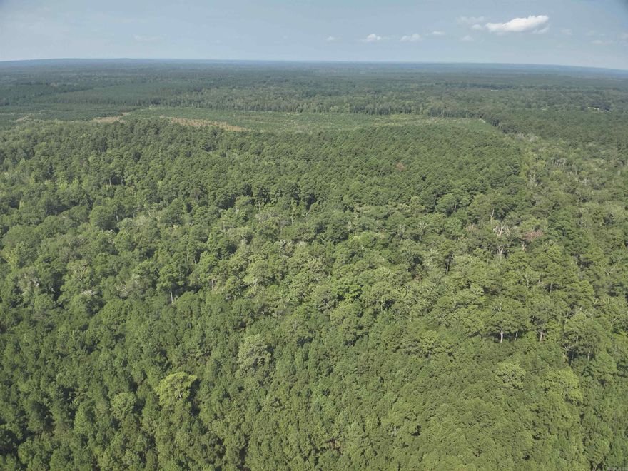 The ’56 Field Tract’ (#03019-004073) is a ±56-acre tract located in the central part of Ouachita County about seven miles north of Camden.  Looking for a great timberland investment with excellent hunting potential?  Look no further as this property has a great mixture of mature pine and hardwood that present great timber revenue opportunities as you shape your hunting haven!  The timber consists of about 24 acres of old field that contains a mature stand of mostly pine sawtimber and 32 acres of mixed pine and hardwood that is predominantly hardwood.   Access is via logging road from the east off Ouachita CR-31.  Don’t let this investment opportunity get by you!