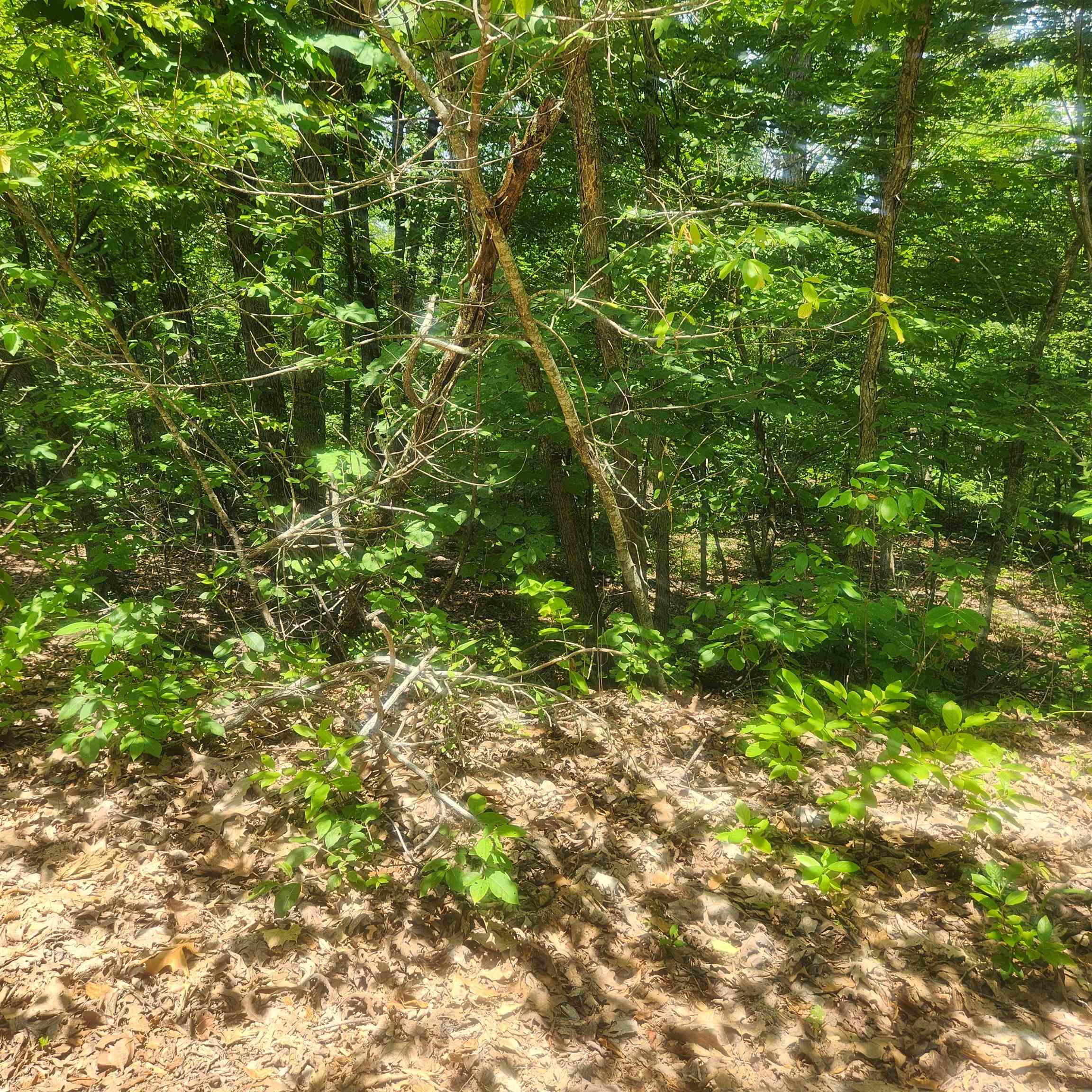 Wonderful and wooded lot in the heart of Cherokee Village. Secluded and away from it all. Buy this lot and pick your spot to build your dream home or just a getaway cabin. With ownership of this lot you have access to all the amenities of Cherokee Village such as the lakes and golf courses and Thunderbird Center and swimming pool, mini golf, parks, hiking trails and don't forget about the beautiful Southfork River.