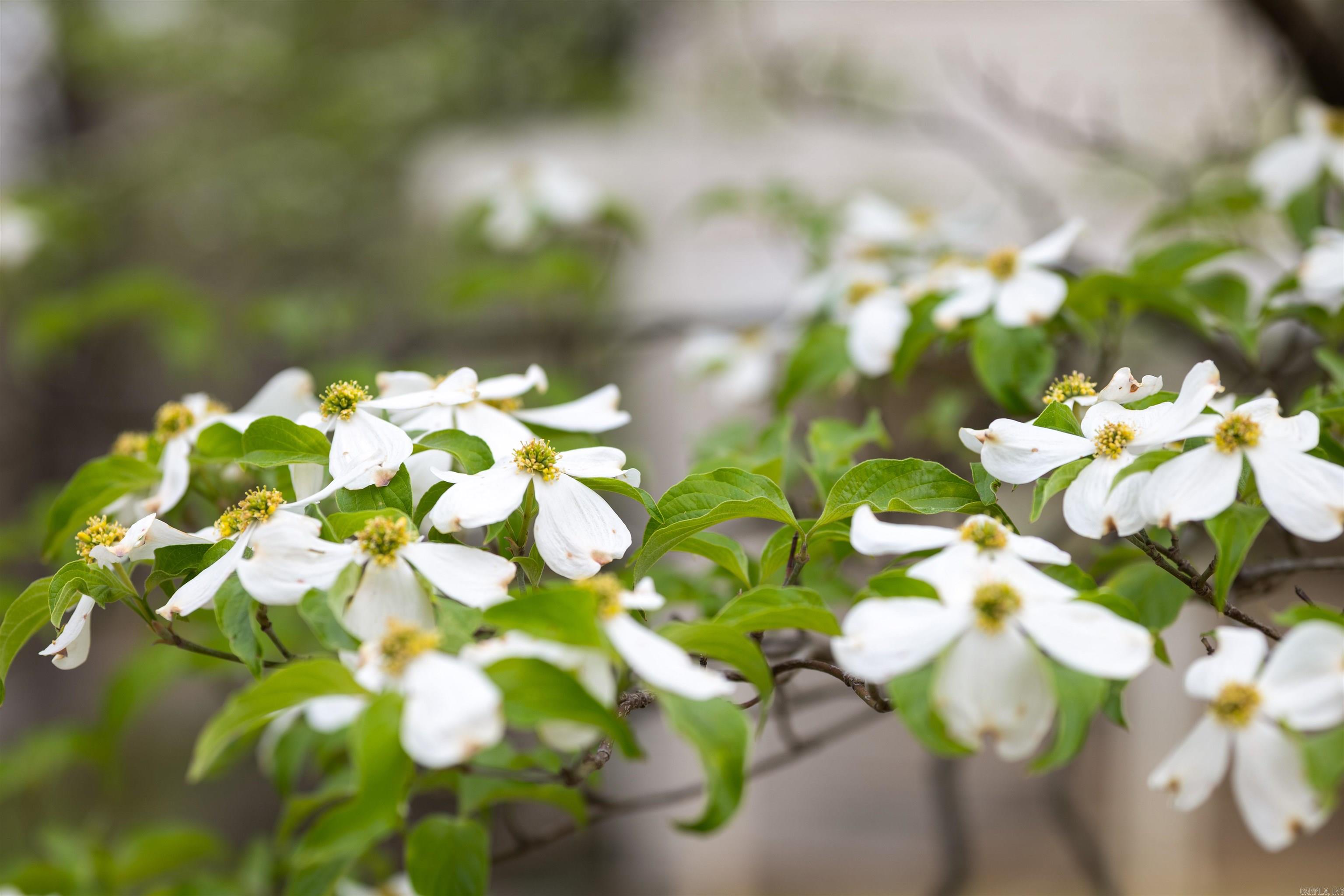 Parkers Woodland Hills 5 - Residential