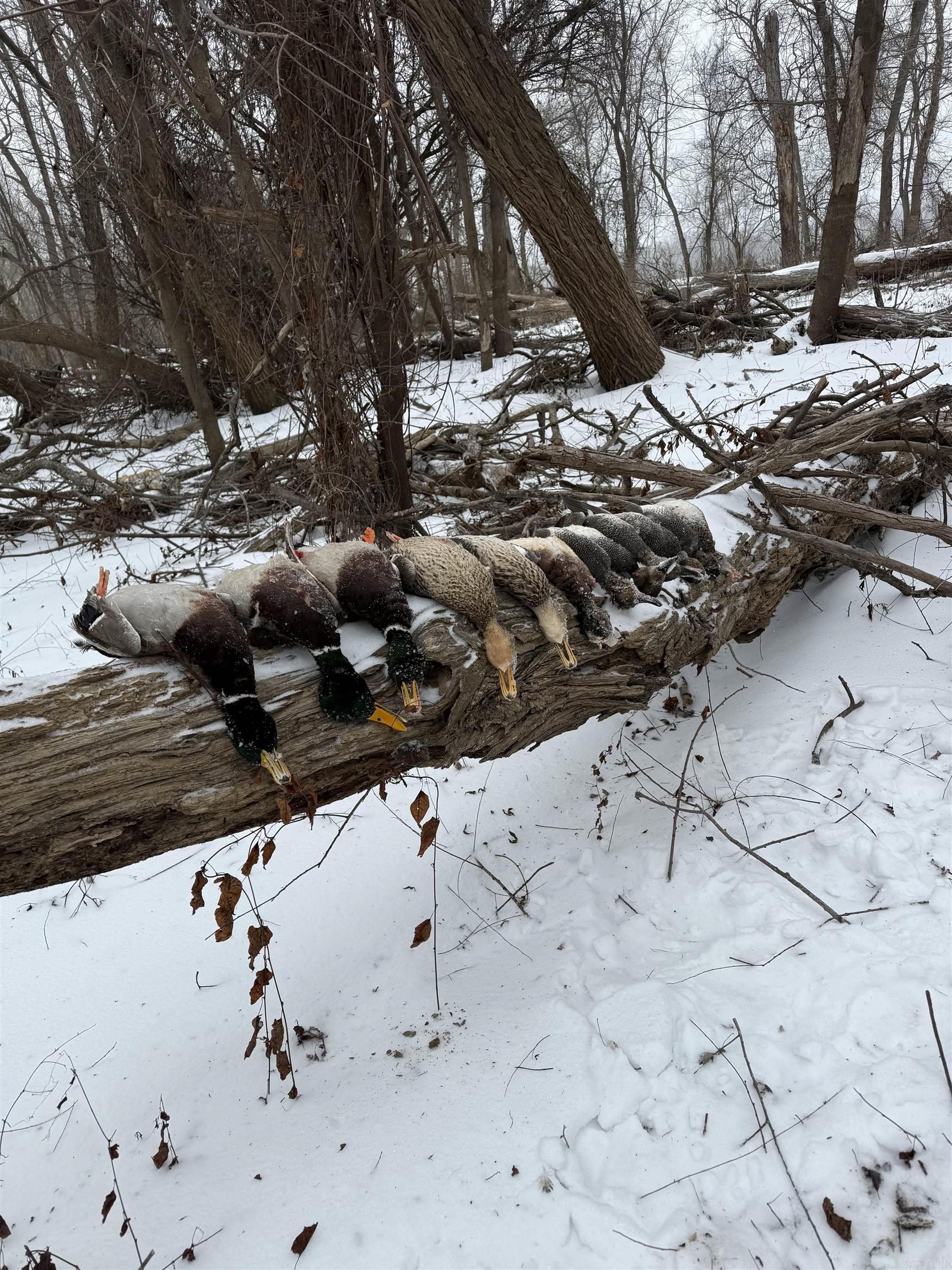 Metes & Bounds - Farm