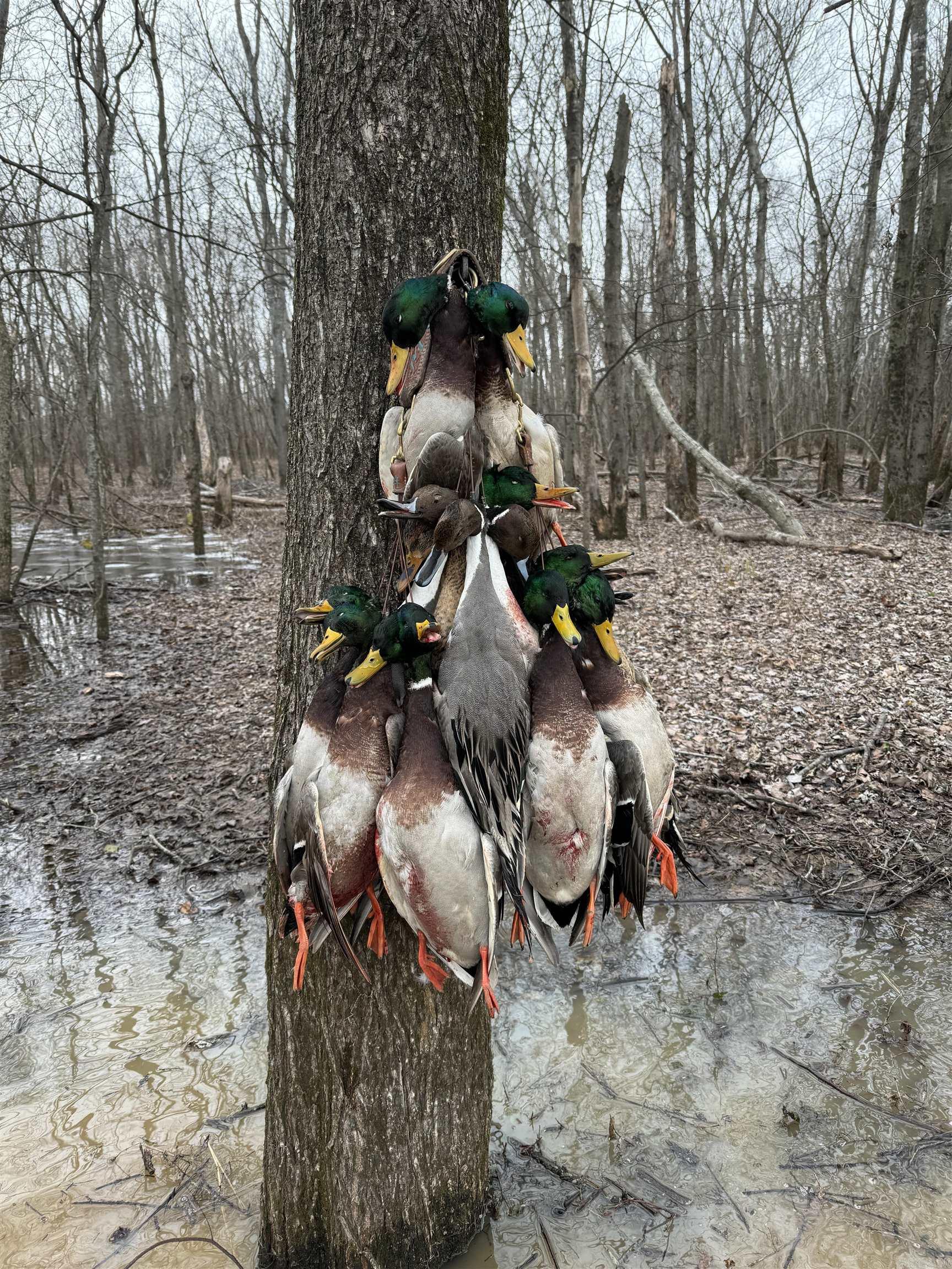 Metes & Bounds - Farm