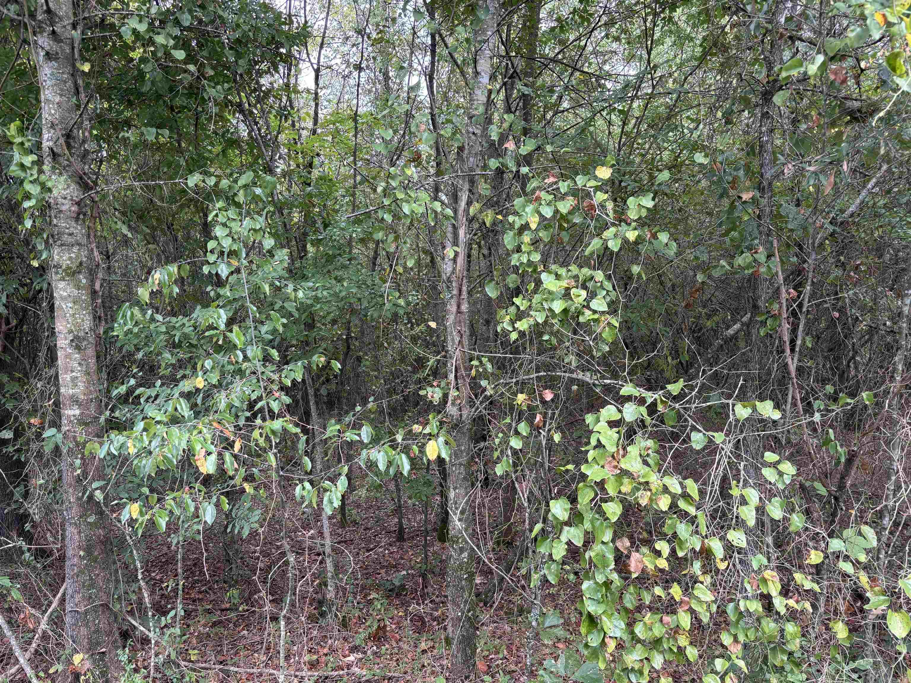 Arkansas Land with Utilities For Sale Discover a rare opportunity to own affordable acreage in Central Arkansas with the convenience of utilities already in place. This property features mature timber and comes equipped with both electric and water onsite, making it ready for your dream home, cabin, or camper. Tucked away at the end of a quiet dead-end road, the setting offers true peace and privacy, ideal for those seeking a retreat from the bustle of town. Despite its seclusion, the land is conveniently located near Lake Cargile, Woolly Hollow State Park, and Mount Nebo State Park, providing endless options for outdoor recreation including hiking, fishing, and boating. Its central position also ensures easy access to nearby cities such as Russellville, Morrilton, and Conway for shopping, dining, and essential services. Whether you are searching for Arkansas land with utilities, a private spot to build a getaway, or a long-term investment in affordable acreage, this property delivers incredible potential. With its natural beauty, utility access, and prime location, it’s the perfect place to create your vision in the heart of Arkansas.