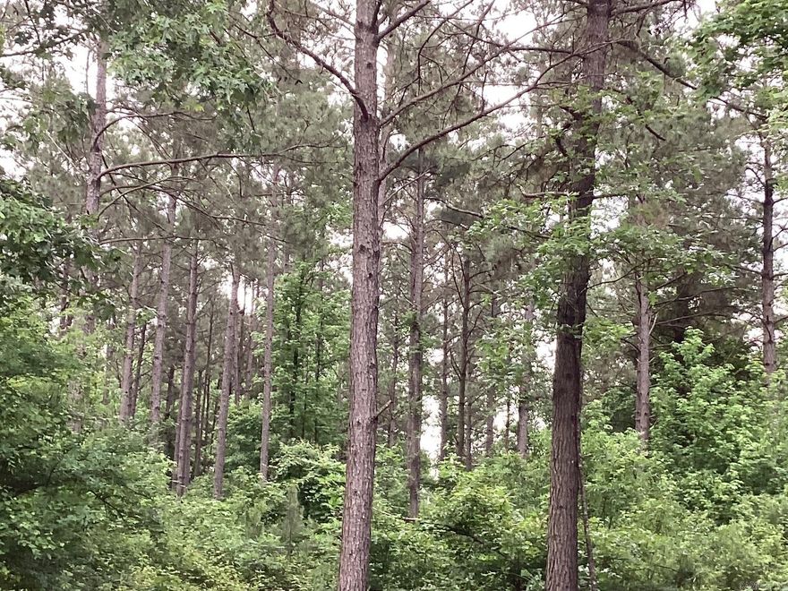 Here it is!!! 30 acres of prime plantation pine, 25-30 years old!! Some hardwood and plenty of deer and small game all on a paved highway. Utilities available at road. Build a home or just walk through the woods and enjoy the peace and quite.   There are 30 more acres available beside this 30 acres. Put the 2 tracts together and build chicken house.