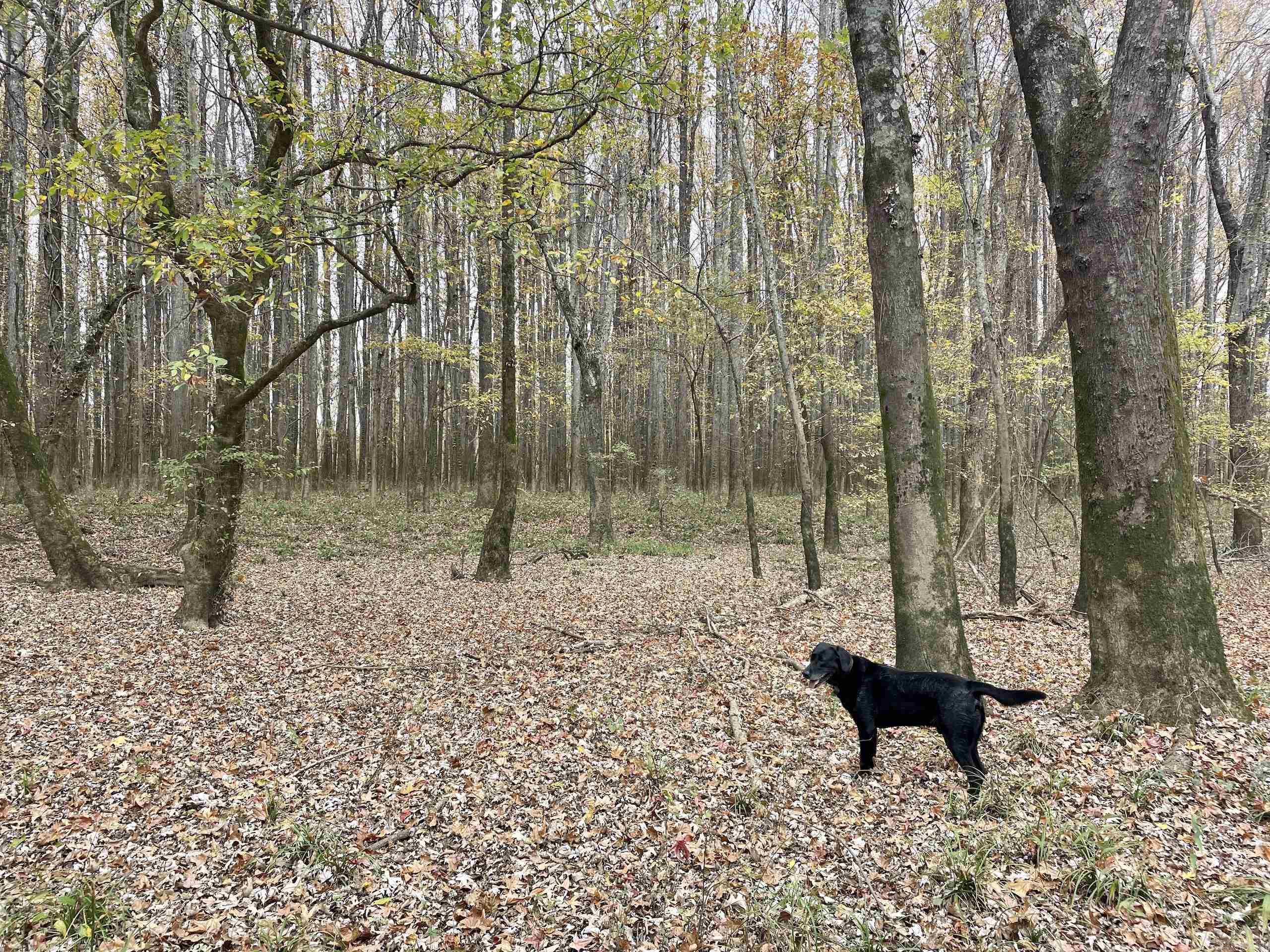 Not in Subdivision - Land