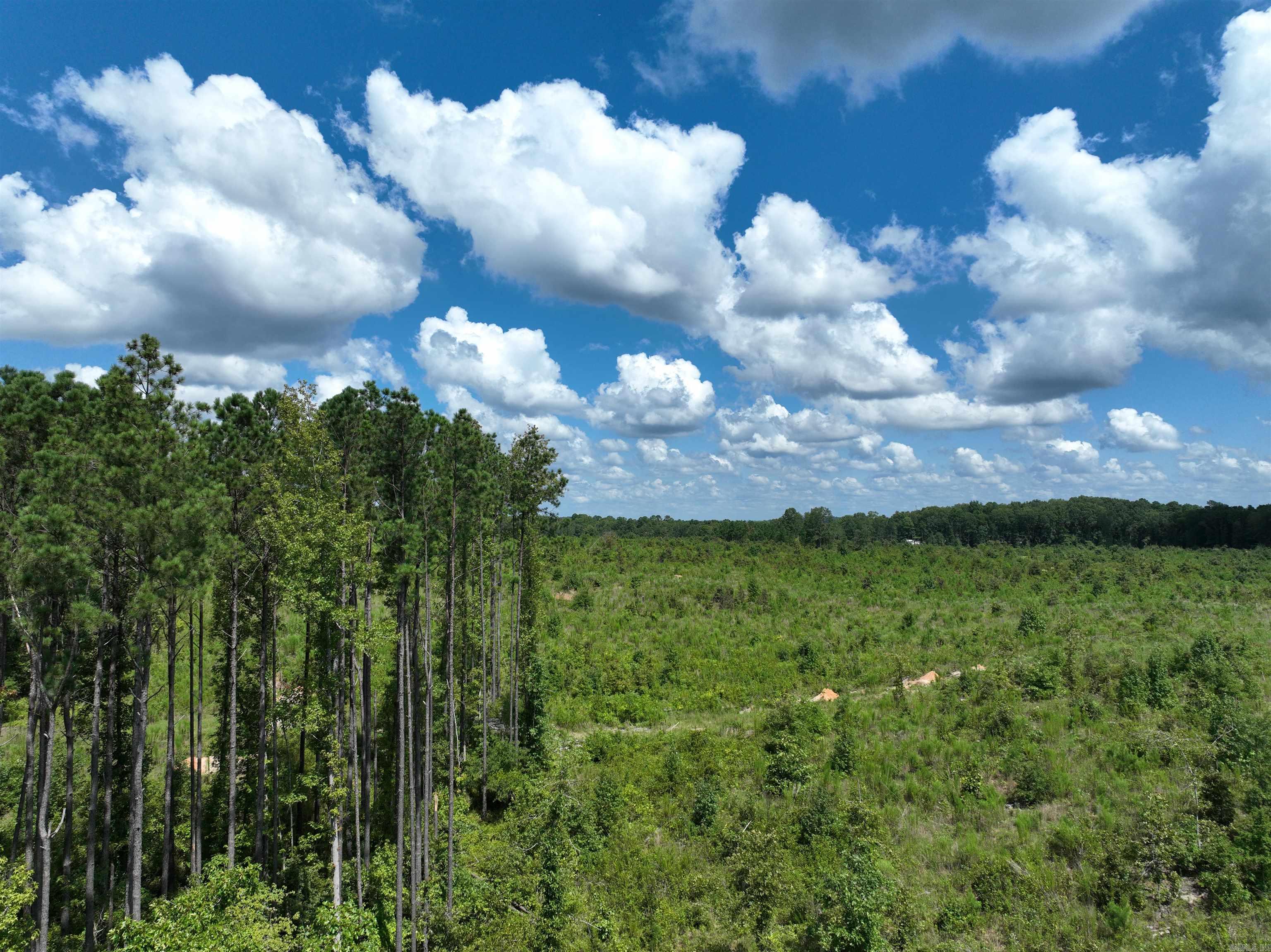 Mountain Pine - Land