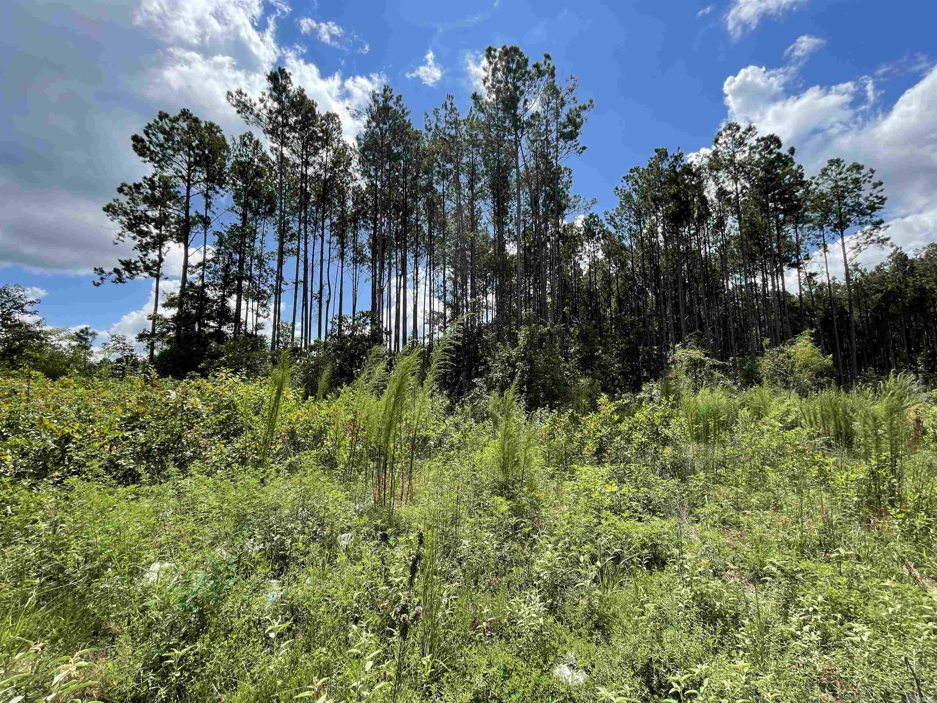 Mountain Pine - Land