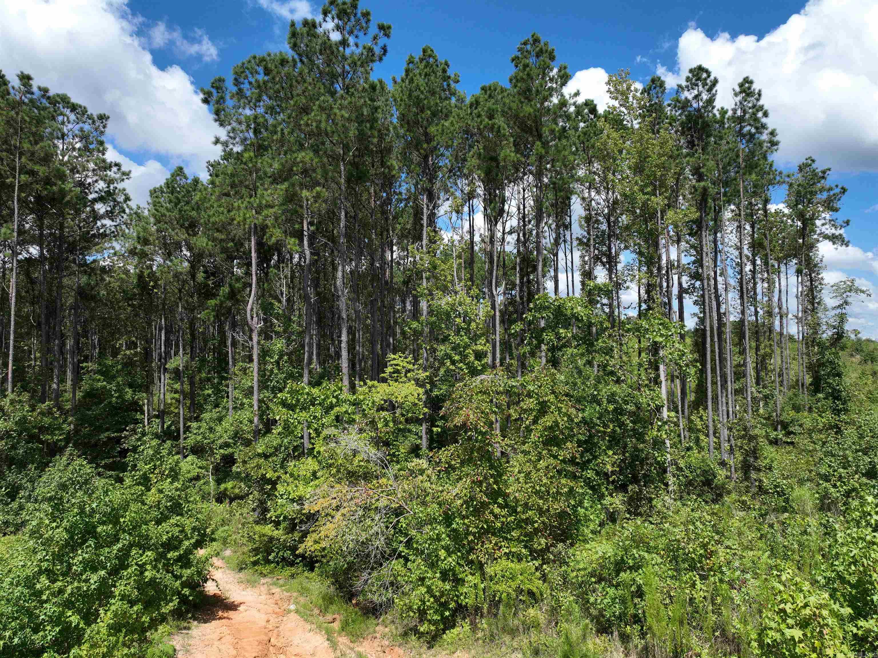 Mountain Pine - Land
