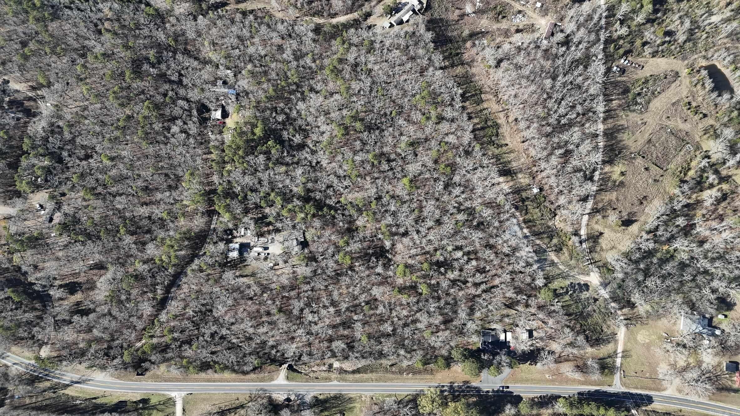 Mountain Pine Outside - Land