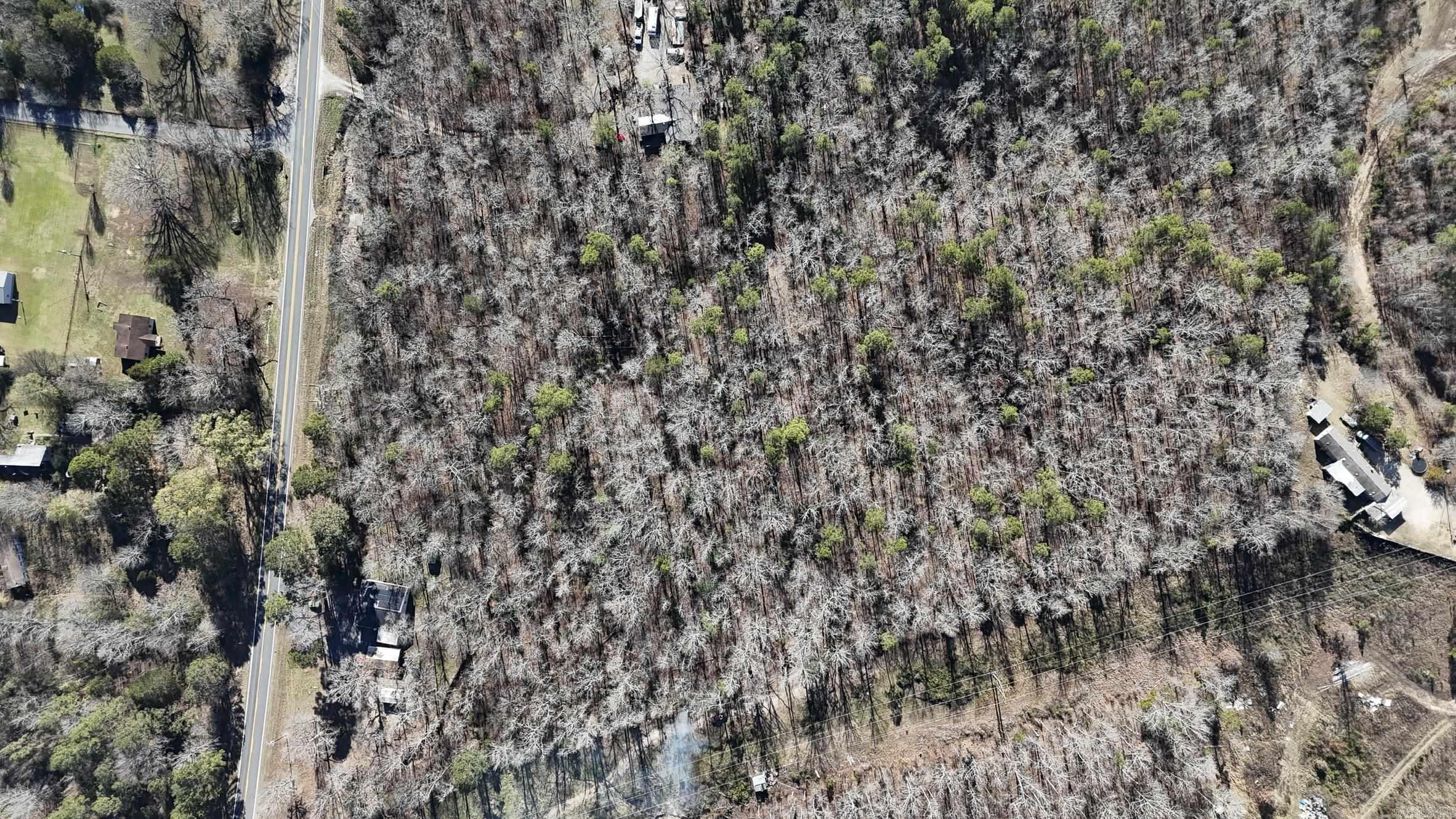Mountain Pine Outside - Land