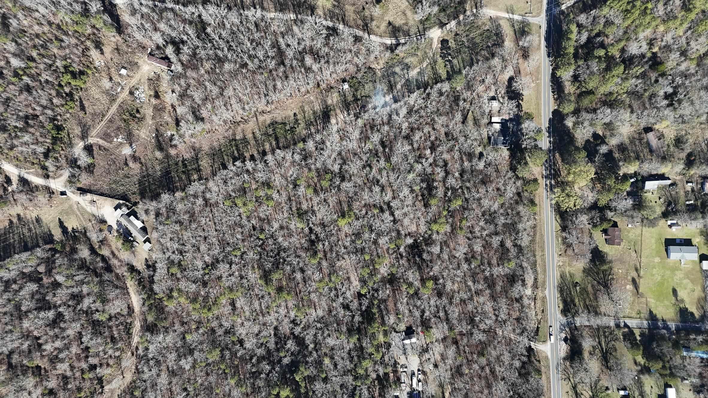 Mountain Pine Outside - Land
