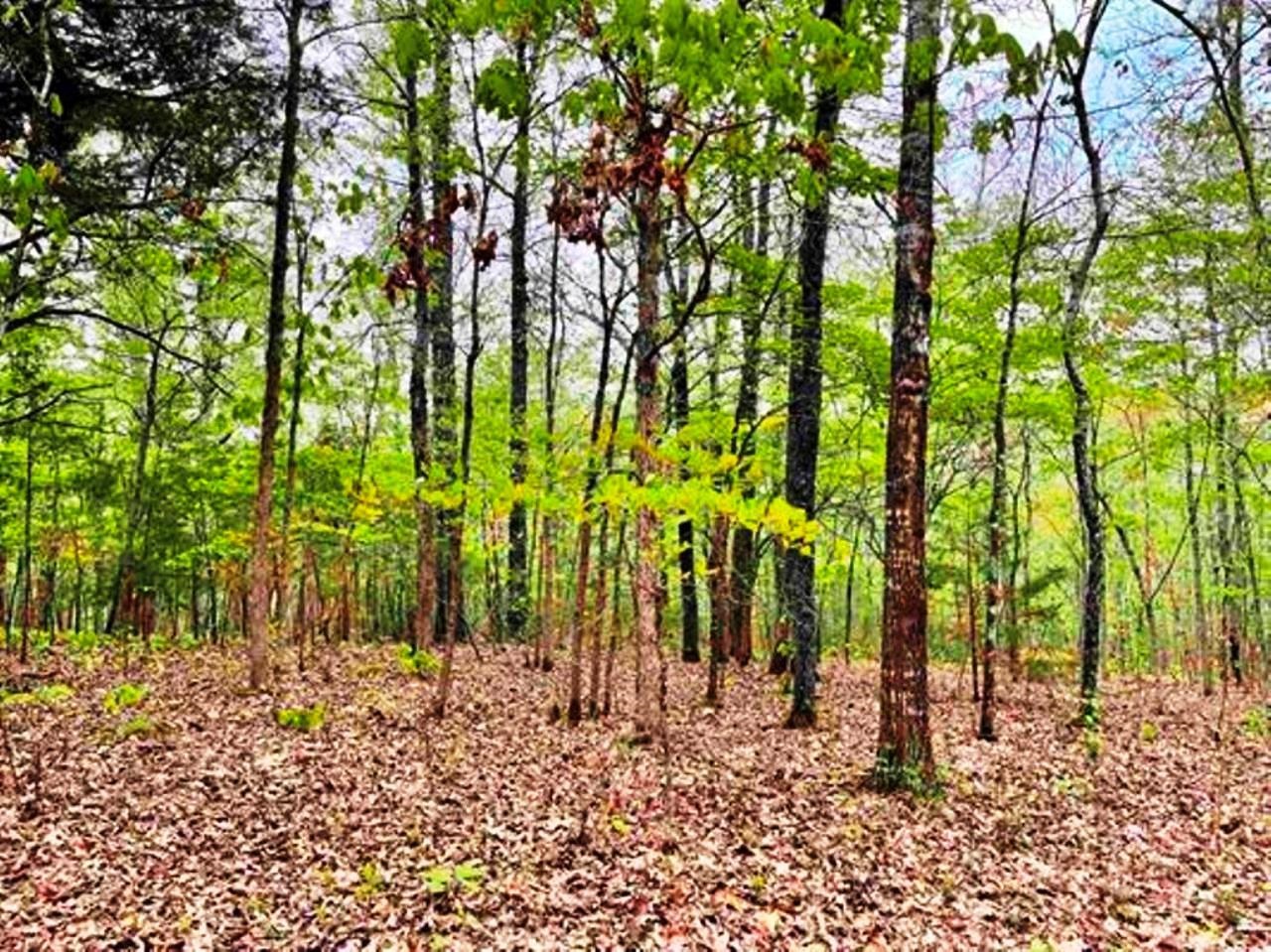 TAYLOR FOSTER BRANCH - Land