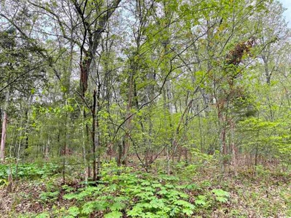 TAYLOR FOSTER BRANCH - Land