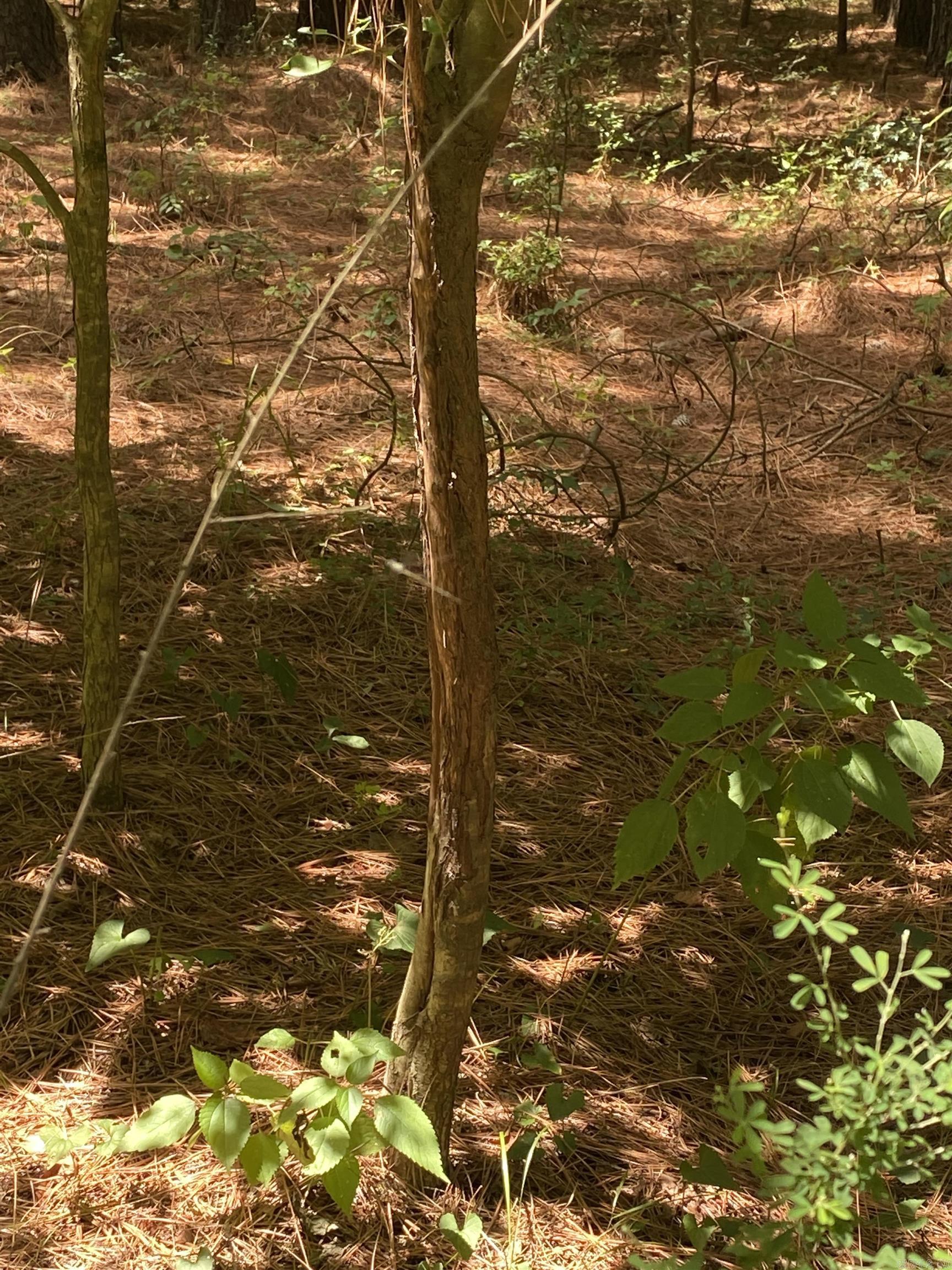 Metes & Bounds - Farm