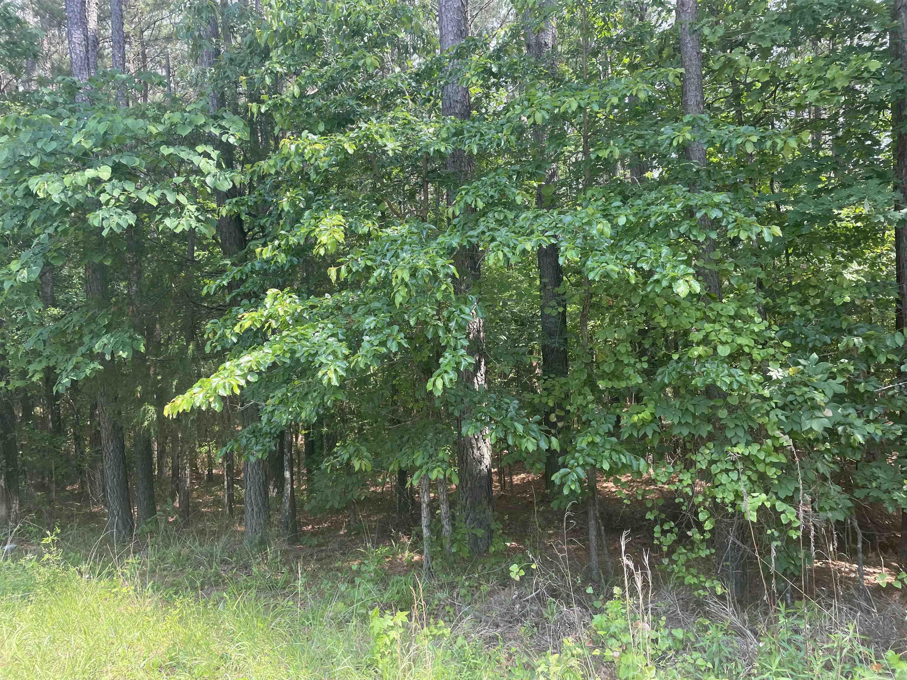 Great area. Beautifully treed lot. Great spot for a homesite.