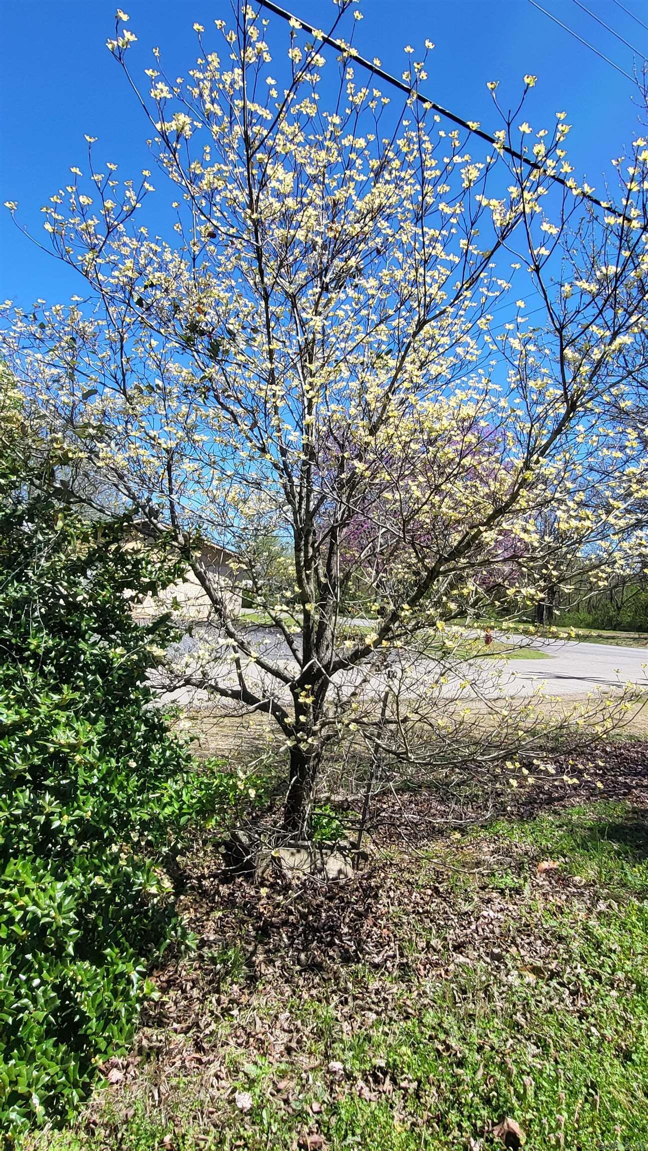 Mena Original - Residential