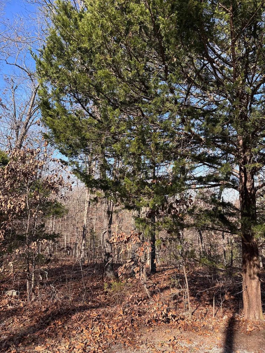 Secluded Lot Near Lake Cherokee & South Golf Course. Discover a rare opportunity to own a subdivision lot tucked away in peaceful seclusion, with no immediate neighbors to interrupt your privacy. This hidden gem offers the perfect setting to build your forever home or a relaxing vacation retreat (septic installation required if you build; water and electric at road). Prime Location: Just minutes from Lake Cherokee and the South Golf Course. Tranquil Setting: Private, quiet, and serene—close enough to enjoy golf, yet far enough to avoid errant balls. Outdoor Recreation: Cherokee Village boasts 7 lakes for fishing, plus the scenic Southfork River for floating or kayaking adventures. Lifestyle Appeal: Experience the charm of quiet village living with endless opportunities for relaxation and recreation. Come see this fantastic lot in person and envision the peaceful lifestyle waiting for you in Cherokee Village. For more information about this amazing community, visit cherokeevillage.gov