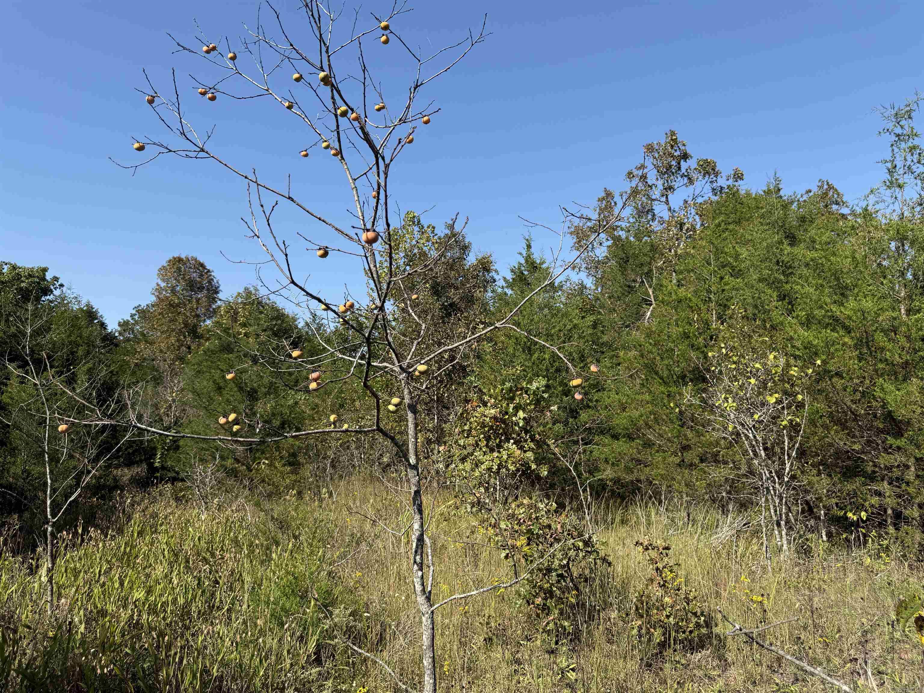 Country View Homesites - Land
