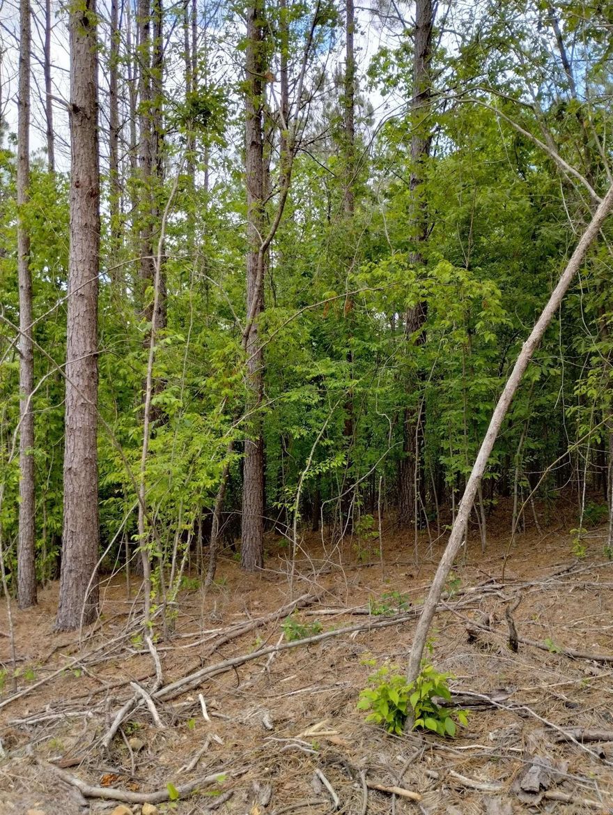 PERFECT LOCATION for your site-built cabin or forever hmestead close to Centerpoint Schools.  Water at the road.