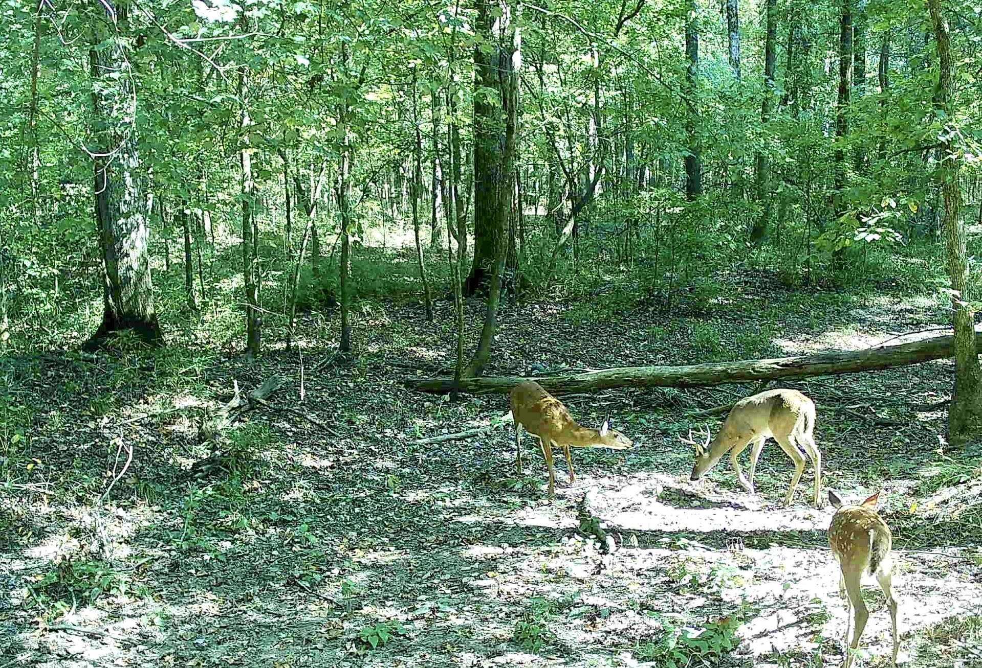 Land with Timber Value. BOW HUNTERS! Hunting Land close to Home or Investors for a Development Opportunity. Or maybe You just want to build your dream Home on a secluded 20 Acres of Timber in White Hall. This is it!! TIMBER APPRAISAL DONE May 2024