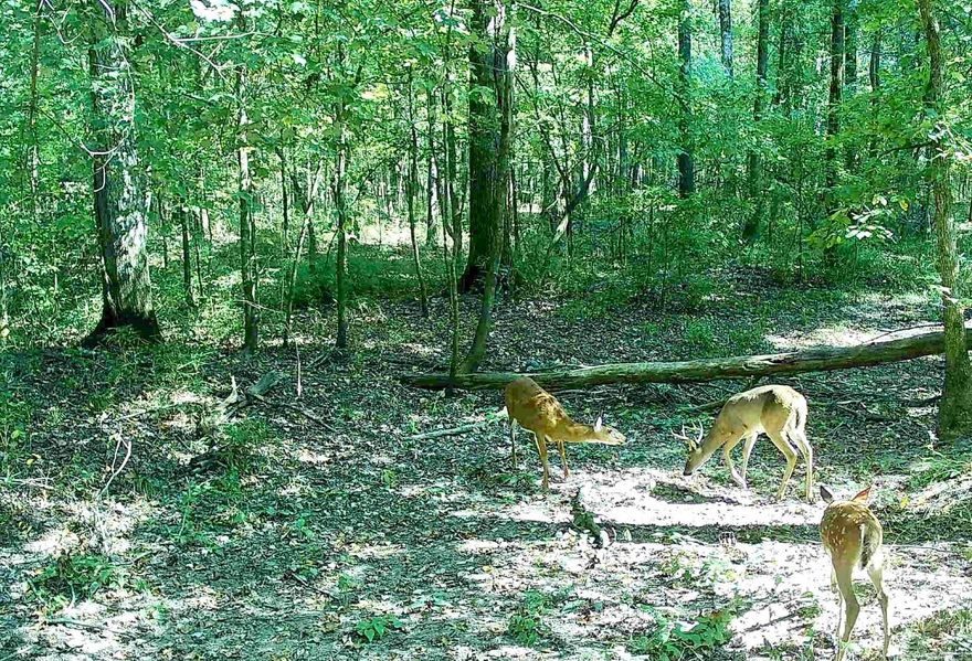 PRICED TO SELL! White Hall Timberland & Investment Opportunity. Approximately 20 acres. This property offers the perfect balance of seclusion and convenience, making it an excellent long-term hold for future development or a private retreat. Timber Appraisal on file, completed in May 2024 for potential immediate return on investment. Act Now to secure this investment opportunity!