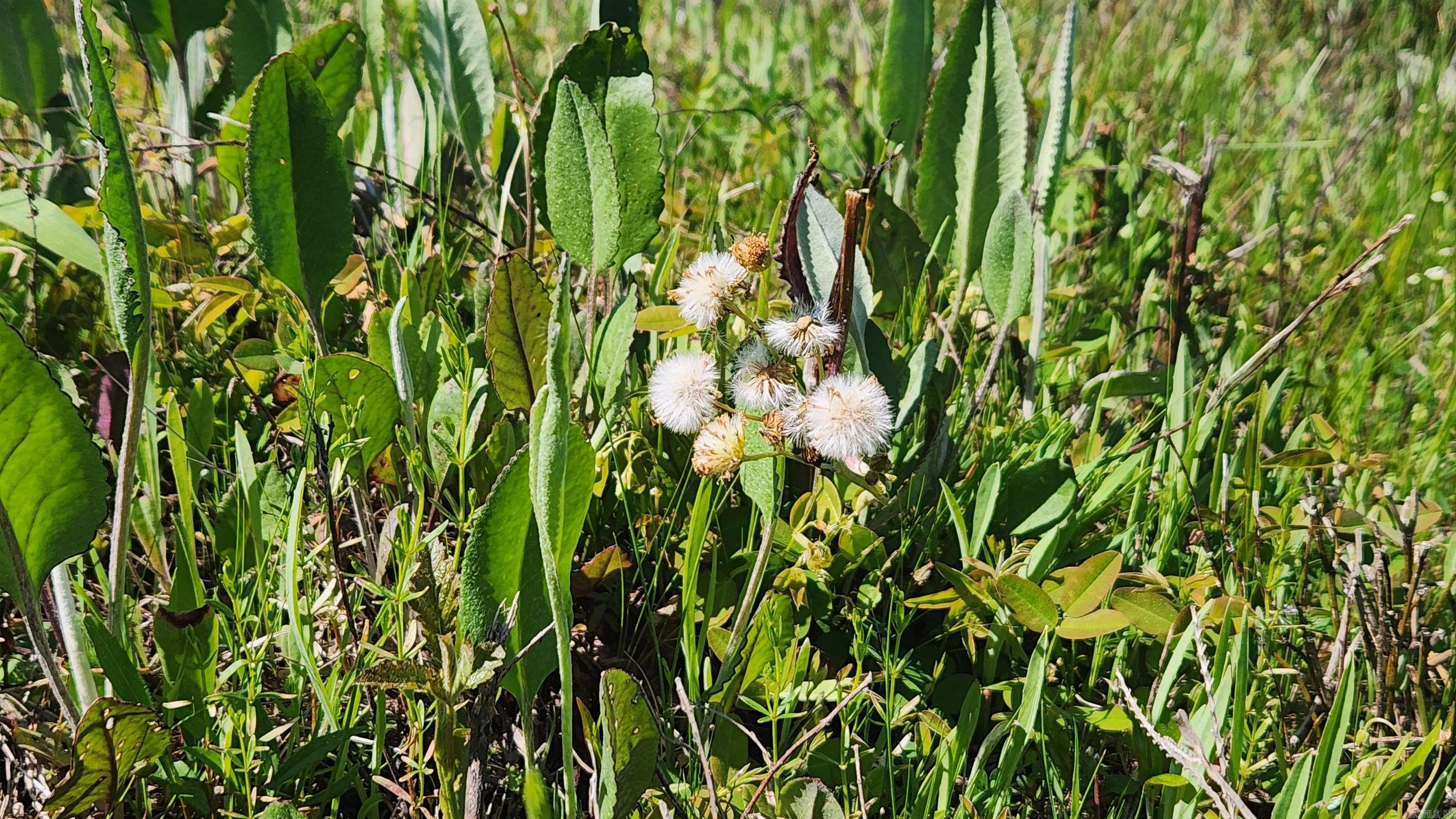 REVAS RETREAT - Land