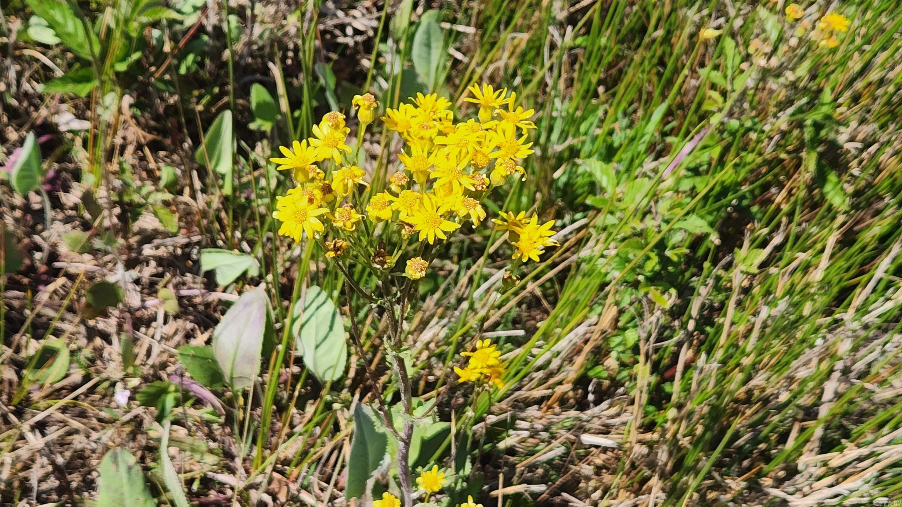 REVAS RETREAT - Land