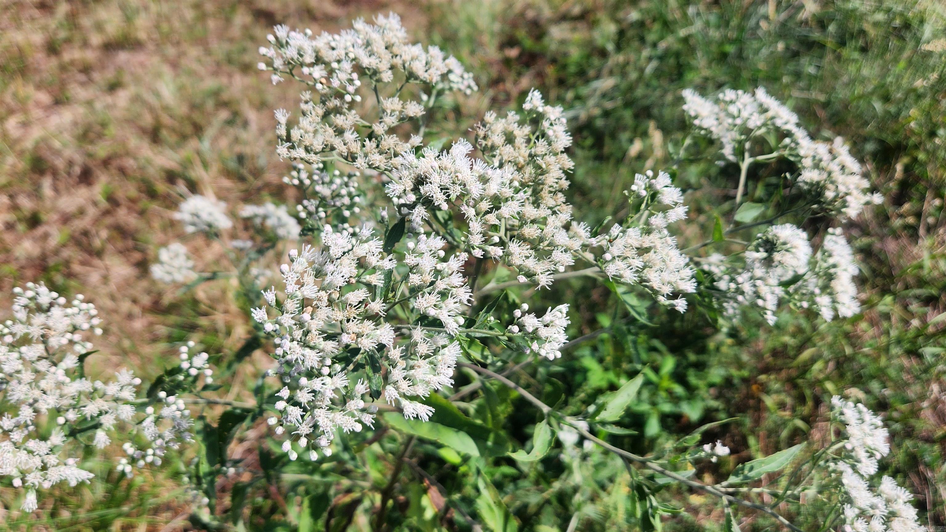 REVAS RETREAT - Land