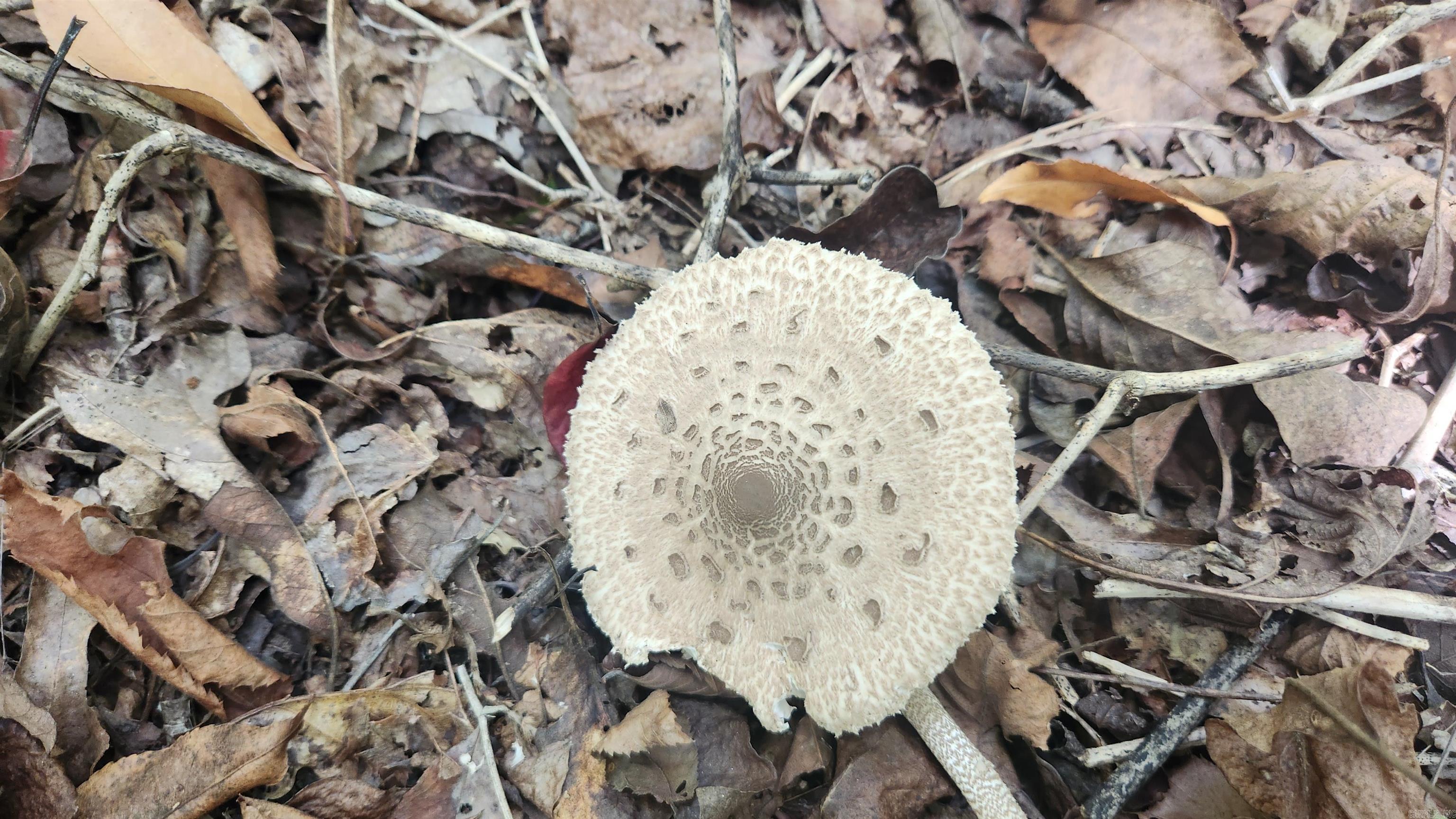 REVAS RETREAT - Land